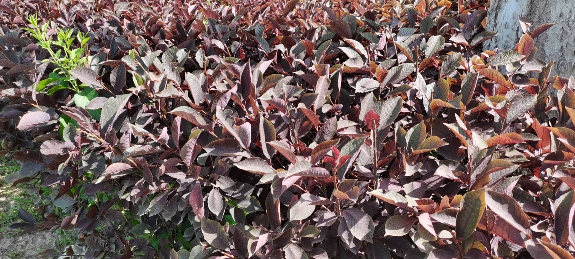 紫锦木(学名：Euphorbia cotinifolia L.)是大戟科大戟属植物，常绿乔木，高13-15(19)米，直径12-17厘米。叶3枚轮生，圆卵形；边缘全缘；两面红色；叶柄长2-9厘米，略带红色。雄花多数；苞片丝状；雌花柄伸出总苞外；子房三棱状，纵沟明显。蒴果三棱状卵形；种子近球状。紫锦木原分布于热带美洲；中国福建、台湾和北京温室亦有栽培。紫锦木可以做行道树，叶红色可观赏。(概述图参考资料来源)