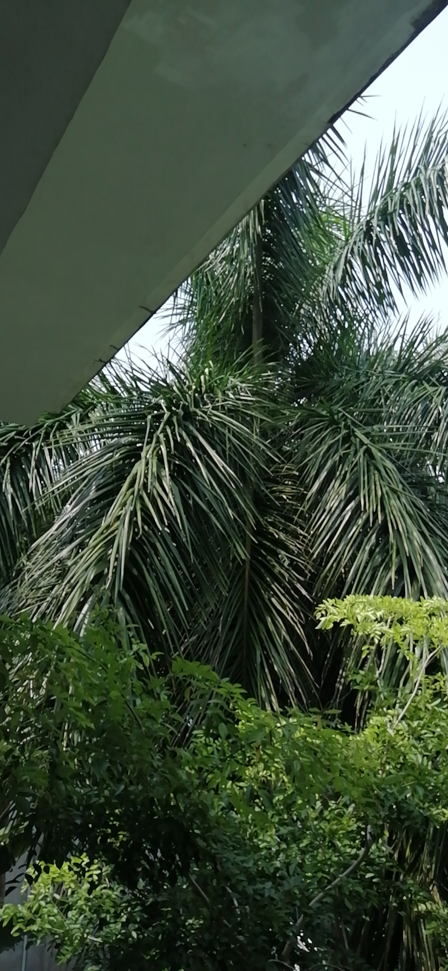 王棕(学名：Roystonea regia (H.B.K)O.F.Cook)：又名大王椰子。乔木；单干，直立叶痕不明显，叶簇生于干顶，叶片大，长达3米以上，叶鞘长大，羽状全裂，羽叶狭长柔软，列序不甚整齐，深绿色。干粗壮雄伟，中下部膨大，呈佛肚状，径达40厘米以上，确为棕类之王，是显示热带壮丽风光的典型树种，树形优美，干常膨大，状奇特，广泛作行道树和庭园绿化树种。果实含油，可作猪饲料。世界各地多有栽培。王棕是海地的国花。(概述图片参考资料来源：)