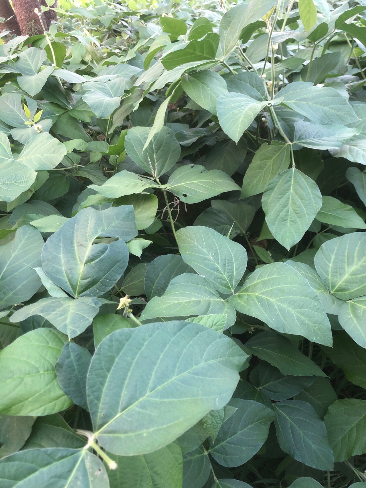 大豆(学名：Glycine max (Linn.) Merr.)是豆科大豆属的一年生草本，大豆蛋白质含量为35%～40%，大豆含有丰富的优质蛋白、高30-90厘米。茎粗壮，直立，密被褐色长硬毛。叶通常具3小叶；托叶具脉纹，被黄色柔毛；叶柄长2-20厘米；小叶宽卵形，纸质；总状花序短的少花，长的多花；总花梗通常有5-8朵无柄、紧挤的花；苞片披针形，被糙伏毛；小苞片披针形，被伏贴的刚毛；花萼披针形，花紫色、淡紫色或白色，基部具瓣柄，翼瓣蓖状。荚果肥大，稍弯，下垂，黄绿色，密被褐黄色长毛；种子2-5颗，椭圆形、近球形，种皮光滑，有淡绿、黄、褐和黑色等多样。花期6-7月，果期7-9月。原产中国，中国各地均有栽培，亦广泛栽培于世界各地。大豆是中国重要粮食作物之一，已有五千年栽培历史，古称菽，中国东北为主产区，是一种其种子含有丰富植物蛋白质的作物。大豆最常用来做各种豆制品、榨取豆油、酿造酱油和提取蛋白质。