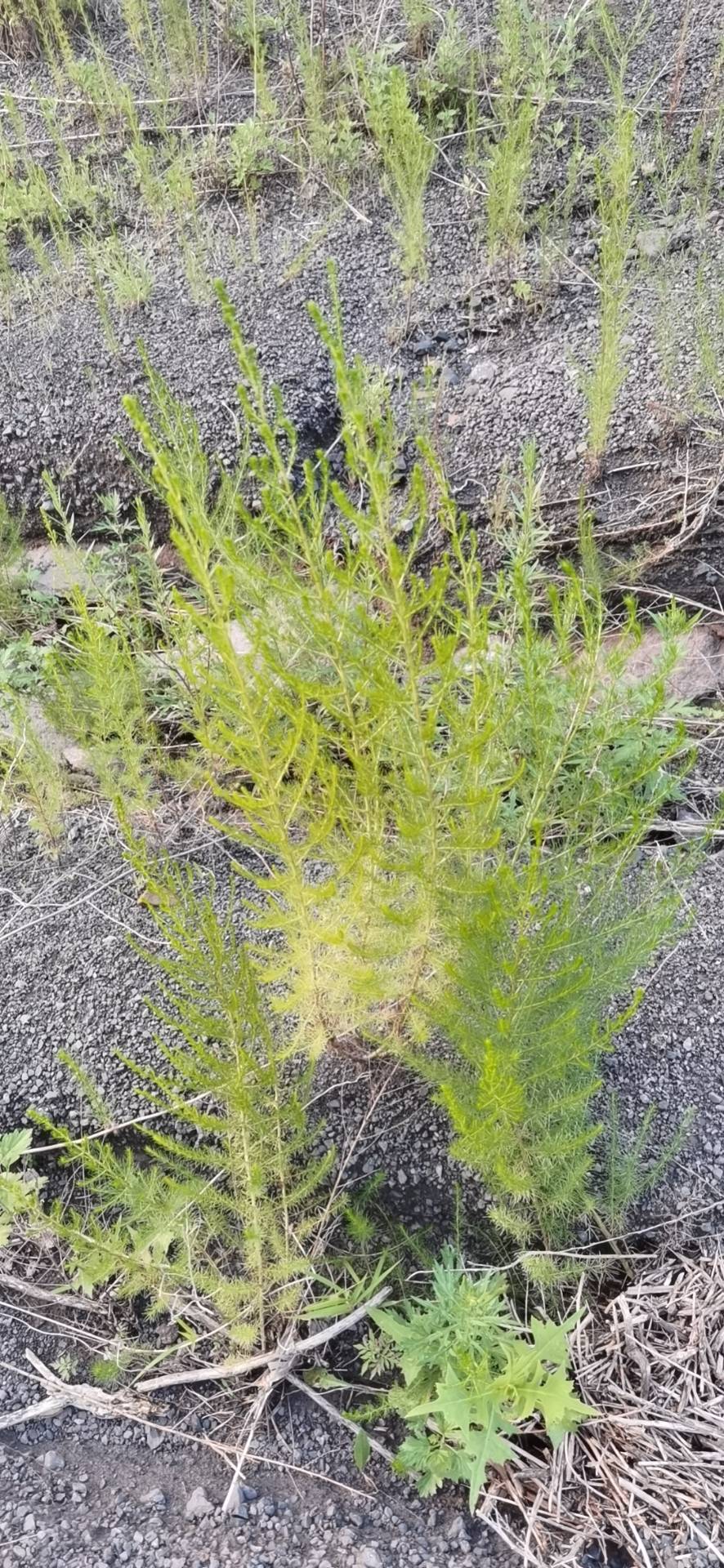 茵陈蒿(学名：Artemisia capillaris Thunb.)是菊科，蒿属半灌木状草本植物，植株有浓烈的香气。主根明显木质，茎单生或少数，高可达120厘米，红褐色或褐色，基生叶密集着生，常成莲座状；叶片卵圆形或卵状椭圆形，二(至三)回羽状全裂，每侧有裂片，小裂片狭线形或狭线状披针形，通常细直，头状花序卵球形，有短梗及线形的小苞叶，总苞片草质，卵形或椭圆形，背面淡黄色，有绿色中肋，花序托小，凸起；花柱细长，伸出花冠外，花冠管状，花药线形，长三角形，瘦果长圆形或长卵形。7-10月开花结果。分布于中国辽宁、河北、陕西、山东、江苏、安徽、浙江、江西、福建、台湾、河南、湖北、湖南、广东、广西及四川等地；朝鲜、日本、菲律宾、越南、柬埔寨、马来西亚、印度尼西亚及俄罗斯也有分布。生长在低海拔地区河岸、海岸附近的湿润沙地、路旁及低山坡地区。茵陈蒿富含维生素及人体所需的多种微量元素和20余种氨基酸，具有很好的保健功能。食用，蒸食，可凉拌均可。(概述图参考来源：中国自然标本馆)