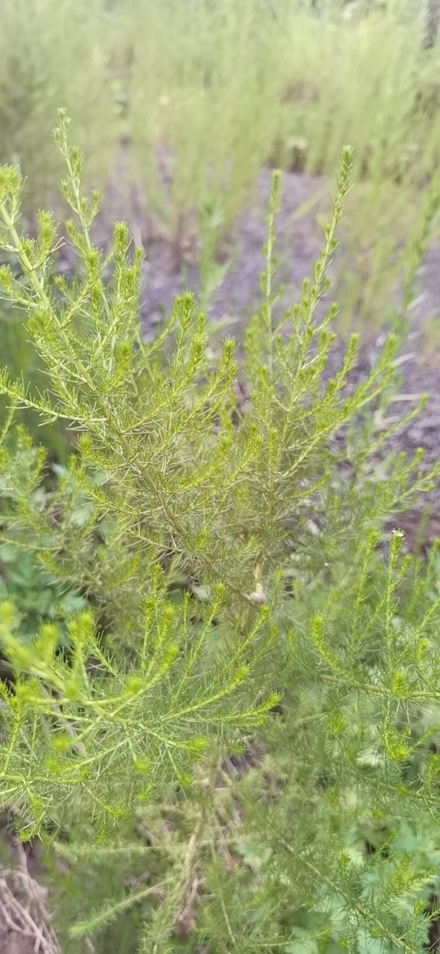 茵陈蒿(学名：Artemisia capillaris Thunb.)是菊科，蒿属半灌木状草本植物，植株有浓烈的香气。主根明显木质，茎单生或少数，高可达120厘米，红褐色或褐色，基生叶密集着生，常成莲座状；叶片卵圆形或卵状椭圆形，二(至三)回羽状全裂，每侧有裂片，小裂片狭线形或狭线状披针形，通常细直，头状花序卵球形，有短梗及线形的小苞叶，总苞片草质，卵形或椭圆形，背面淡黄色，有绿色中肋，花序托小，凸起；花柱细长，伸出花冠外，花冠管状，花药线形，长三角形，瘦果长圆形或长卵形。7-10月开花结果。分布于中国辽宁、河北、陕西、山东、江苏、安徽、浙江、江西、福建、台湾、河南、湖北、湖南、广东、广西及四川等地；朝鲜、日本、菲律宾、越南、柬埔寨、马来西亚、印度尼西亚及俄罗斯也有分布。生长在低海拔地区河岸、海岸附近的湿润沙地、路旁及低山坡地区。茵陈蒿富含维生素及人体所需的多种微量元素和20余种氨基酸，具有很好的保健功能。食用，蒸食，可凉拌均可。(概述图参考来源：中国自然标本馆)