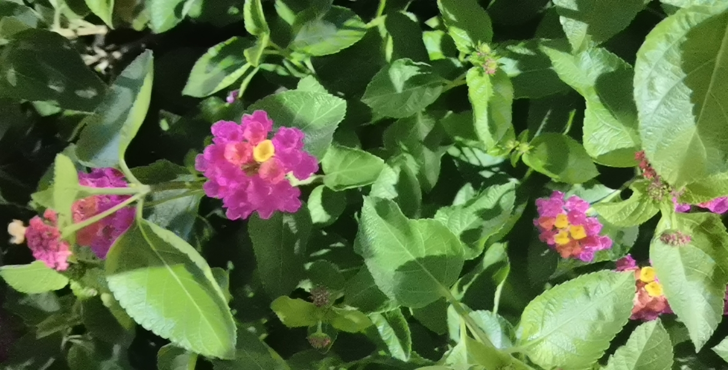 马缨丹(学名：Lantana camara L.)是马鞭草科马缨丹属植物。直立或蔓性的灌木，高1-2米，有时藤状，长达4米；茎枝均呈四方形。单叶对生，揉烂后有强烈的气味，叶片卵形至卵状长圆形。花序直径1.5-2.5厘米；花序梗粗壮，长于叶柄；苞片披针形，长为花萼的1-3倍，外部有粗毛。果圆球形，直径约4毫米，成熟时紫黑色。全年开花。原产于美洲热带地区，世界热带地区均有分布。中国台湾、福建、浙江、云南、四川、广东和广西见有逸生。常生长于海拔80-1500米的海边沙滩和空旷地区。马缨丹根、叶、花可作药用，具有清热解毒散解止痛等功效；是叶花两用观赏植物；又是绿地、荒山、草地、乱石碓、山沟、山坡，特别是护坎、护坡、护堤的优良灌木树种。在工业方面，马缨丹的根含橡胶类似物，可制造橡胶，茎干是造纸原料。叶加入烟丝可增加香味，也可代替砂纸用于磨光。叶有杀虫作用，可用于制造生物杀虫剂。但是马缨丹叶及未成熟果实具有毒性，人畜误食会中毒。马缨丹被列为Ⅱ级危害程度的外来入侵植物，也被视为世界10种最有害的杂草之一。于2010年1月7日被中华人民共和国生态环境部列为：中国第二批外来入侵物种名单。(概述图来源：)