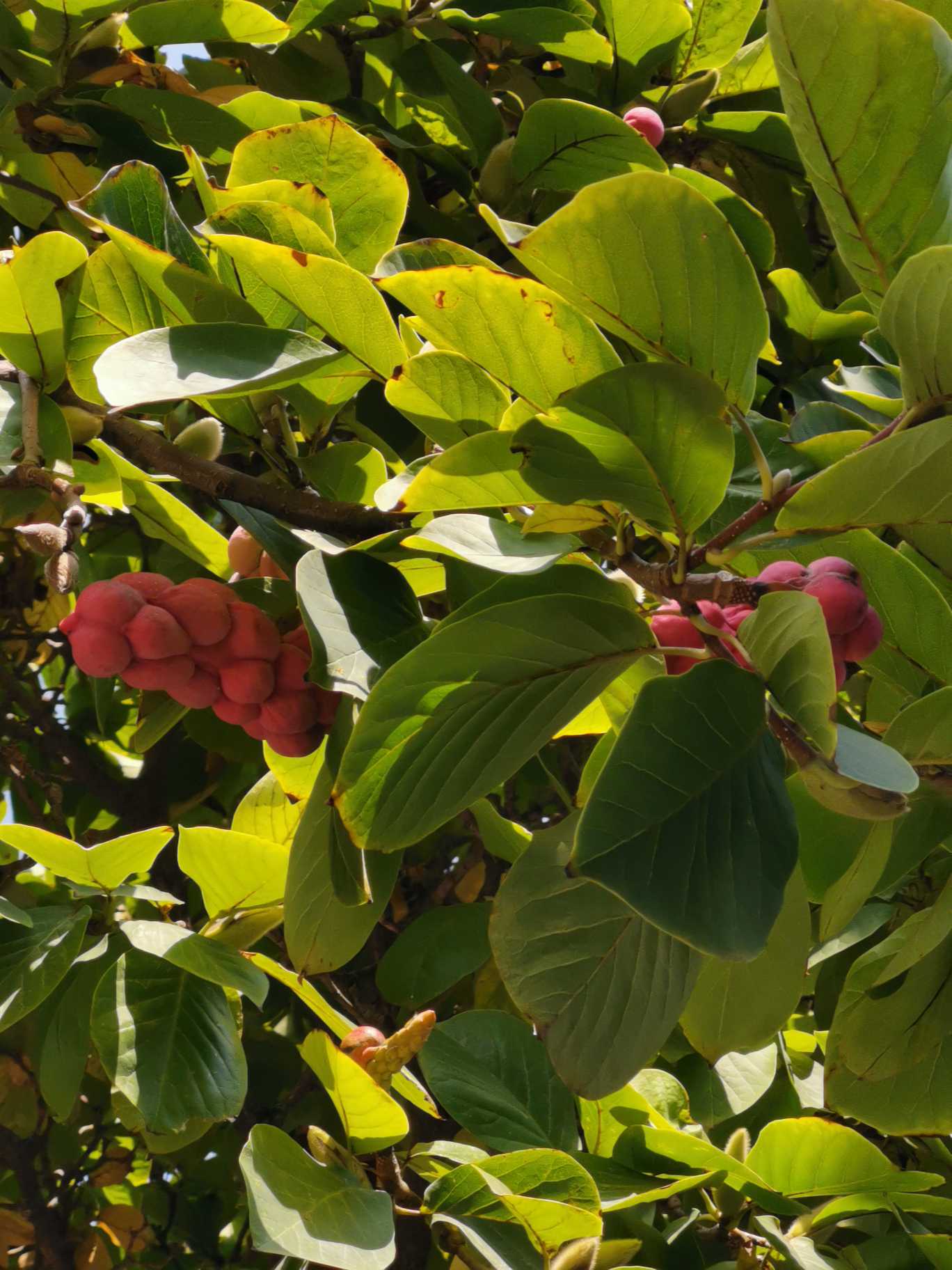 玉兰(学名：Yulania denudata (Desrousseaux) D.L.Fu)是木兰科、玉兰属植物。落叶乔木，高达25米，胸径1米，枝广展形成宽阔的树冠；树皮深灰色，粗糙开裂；小枝稍粗壮，灰褐色；冬芽及花梗密被淡灰黄色长绢毛。叶纸质，倒卵形、宽倒卵形或、倒卵状椭圆形，基部徒长枝叶椭圆形。花蕾卵圆形，花先叶开放，直立，芳香，直径10-16厘米；花被片9片，白色，基部常带粉红色；雄蕊长7-12毫米，花药长6-7毫米；雌蕊狭卵形，长3-4毫米，具长4毫米的锥尖花柱。聚合果圆柱形；蓇葖厚木质，褐色，具白色皮孔；种子心形，侧扁。花期2-3月(亦常于7-9月再开一次花)，果期8-9月。分布于中国江西(庐山)、浙江(天目山)、湖南(衡山)、贵州，中国各大城市园林广泛栽培。生长于海拔 500-1 000米的林中。其中河南省南召县被中国林学会授予的“中国玉兰之乡”。材质优良，纹理直，结构细，供家具、图板、细木工等用；花含芳香油，可提取配制香精或制浸膏；花被片食用或用以熏茶；种子榨油供工业用。早春白花满树，艳丽芳香，为庭园观赏树种。在2010年版的《药典》中将望春玉兰、玉兰或武当玉兰的干燥花蕾称为辛夷。有祛风发散，通鼻窍之功效，主要用于风寒头痛、鼻塞、鼻渊、鼻流、浊涕等。列入《世界自然保护联盟濒危物种红色名录》(IUCN 2007年 ver 3.1)——无危(LC)；列入《中国生物多样性红色名录-高等植物卷》(2013年9月2日)——近危(NT)。(概述图参考来源：)