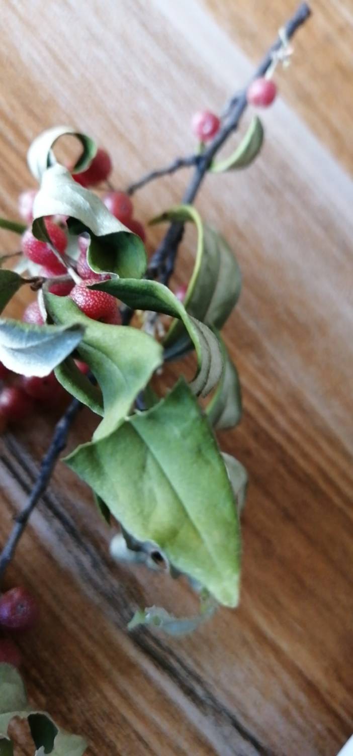 多年生缠绕草本。具短根茎，根黄褐色或深褐色，细圆柱形。茎绿色或紫红色，近圆形具细条棱，上部螺旋扭转，节间长7-17厘米。基生叶通常2对，着生于茎基部，紧贴地面，密集呈双蝴蝶状，卵形、倒卵形或椭圆形，长3-12厘米，宽（1）2-6厘米，先端急尖或呈圆形，基部圆形，近无柄或具极短的叶柄，全缘，上面绿色，有白色或黄绿色斑纹或否，下面淡绿色或紫红色；茎生叶通常卵状披针形，少为卵形，向上部变小呈披针形，长5-12厘米，宽2-5厘米，先端渐尖或呈尾状，基部心形或近圆形，叶脉3条，全缘，叶柄扁平，长4-10毫米。具多花，2-4朵呈聚伞花序，少单花、腋生；花梗短，通常不超过1厘米，具1-3对小苞片或否；花萼钟形，萼筒长9-13毫米，具狭翅或无翅，裂片线状披针形，长6-9毫米，通常短于萼筒或等长，弯缺截形；花冠蓝紫色或淡紫色，褶色较淡或呈乳白色，钟形，长3.5-4.5厘米，裂片卵状三角形，长5-7毫米，宽4-5毫米，褶半圆形，长1-2毫米，比裂片短约5毫米，宽约3毫米，先端浅波状；雄蕊着生于冠筒下部，不整齐，花丝线形，长1.3-1.9厘米，花药卵形，长约1.5毫米；子房长椭圆形，两端渐狭，长1.3-1.7厘米，柄长8-12毫米，柄基部具长约1.5毫米的环状花盘，花柱线形，长8-11毫米，柱头线形，2裂，反卷。蒴果内藏或先端外露，淡褐色，椭圆形，扁平，长2-2.5厘米，宽0.7-0.8厘米，柄长1-1.5厘米，花柱宿存；种子淡褐色，近圆形，长宽约相等，直径约2毫米，具盘状双翅。花果期10-12月。
