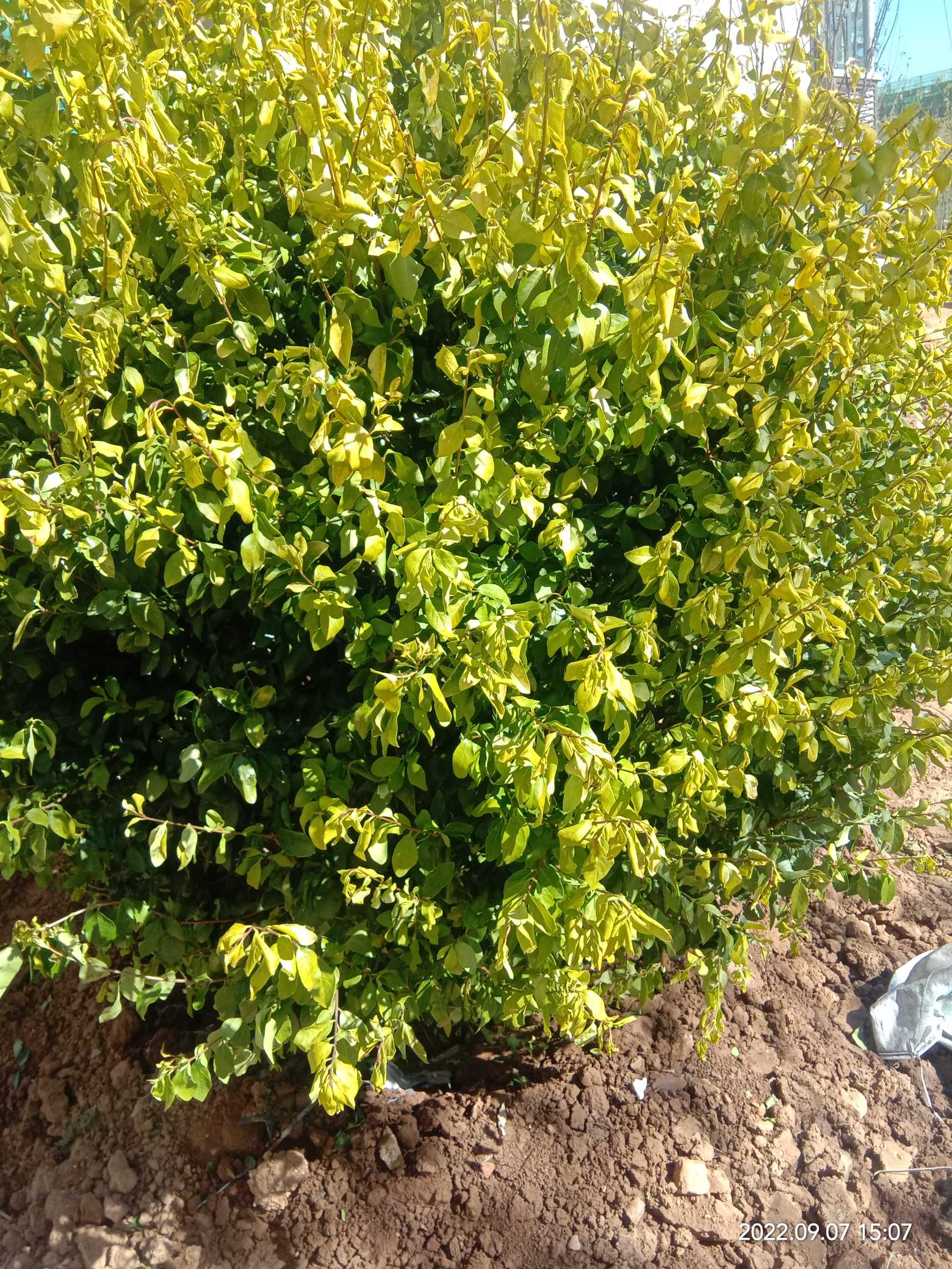 金叶女贞(学名：Ligustrum × vicaryi Rehder)是木犀科、女贞属植物，是美国加州的金边女贞与欧洲女贞树种杂交而成。落叶灌木，株高2-3米。其嫩枝带有短毛。叶革薄质，单叶对生。新叶金黄色，因此得名为金边女贞，老叶黄绿色至绿色。圆锥花序，花为两性；核果椭圆形，内含一粒种子，颜色为黑紫色。花期5-6月，果期10月。原产于美国加州。中国于20世纪80年代引种栽培。分布于中国华北南部、华东、华南等地区。喜光，稍耐阴，适应性强，抗干旱，病虫害少，萌芽力强，生长迅速，耐修剪。叶色金黄，观赏性较佳。盆栽可用于门廊或厅堂处摆放观赏；园林中常片植或丛植，或做绿篱栽培。金叶女贞的叶子为绚丽的金黄色，花为银白色，因此有“金玉满堂”之意。(概述图参考来源：)