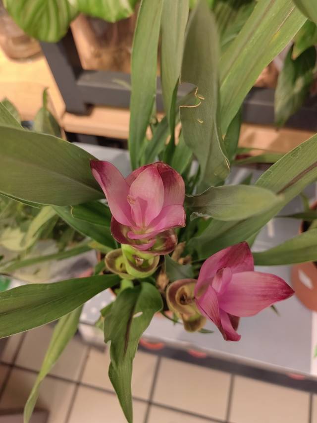 姜荷花(学名：Curcuma alismatifolia Gagnep.)是姜科、姜黄属球根植物，种球由圆球状至圆锥状的球茎(或称根茎)及着生于球茎基部的贮藏根所组成，姜荷花的叶片为长椭圆形，中肋紫红色，在露天栽培下，平均叶片长度约为30厘米，宽度约5厘米。穗状花序，花梗上端有7-9片半圆状绿色苞片，接着为9-12片鲜明的活卵形粉红色苞片，姜荷花真正的小花着生在花序下半部苞片内，每片苞片着生4朵小花。姜荷花原产于泰国清迈。在中国南方地区有大量栽培。姜荷花生长期喜温暖湿润、阳光充足的气候。姜荷花是优良的观花植物。可应用于切花、盆花、花坛和花境等处。(概述图参考来源：)