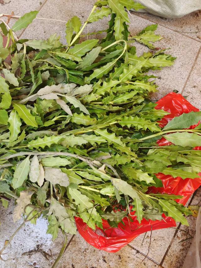 蒲公英(拉丁学名：Taraxacum mongolicum Hand.Mazz.)菊科，蒲公英属多年生草本植物。根圆锥状，表面棕褐色，皱缩，叶边缘有时具波状齿或羽状深裂，基部渐狭成叶柄，叶柄及主脉常带红紫色，花葶上部紫红色，密被蛛丝状白色长柔毛；头状花序，总苞钟状，瘦果暗褐色，长冠毛白色，花果期4～10月。蒲公英别名黄花地丁、婆婆丁、华花郎等。菊科多年生草本植物。头状花序，种子上有白色冠毛结成的绒球，花开后随风飘到新的地方孕育新生命。