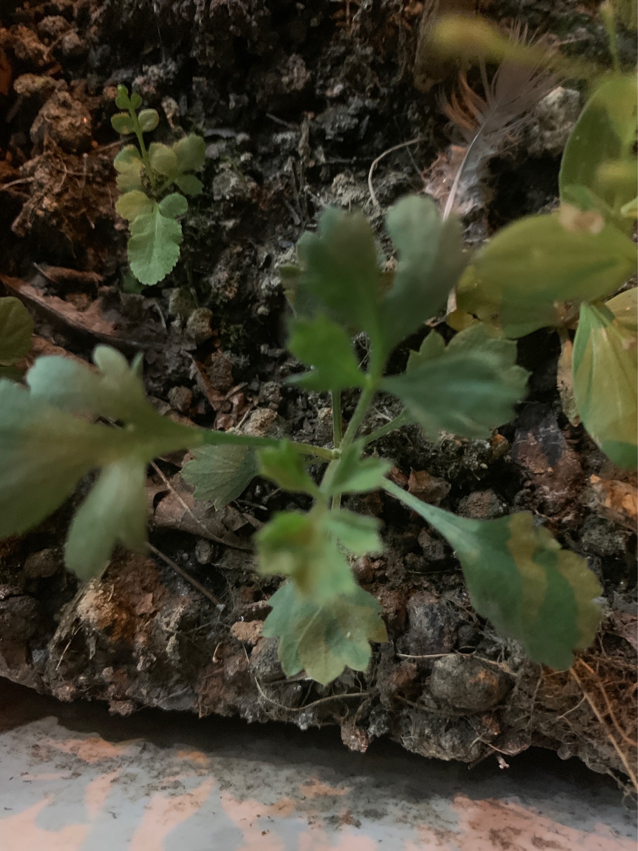 艾草是多年生草本或略成半灌木状植物，植株有浓烈香气。主根明显，略粗长，直径达1.5厘米，侧根多；常有横卧地下根状茎及营养枝。茎单生或少数，高80-150(-250）厘米，有明显纵棱，褐色或灰黄褐色，基部稍木质化，上部草质，并有少数短的分枝，枝长3-5厘米；茎、枝均被灰色蛛丝状柔毛。
叶厚纸质，上面被灰白色短柔毛，并有白色腺点与小凹点，背面密被灰白色蛛丝状密绒毛；基生叶具长柄，花期萎谢；茎下部叶近圆形或宽卵形，羽状深裂，每侧具裂片2-3枚，裂片椭圆形或倒卵状长椭圆形，每裂片有2-3枚小裂齿，干后背面主、侧脉多为深褐色或锈色，叶柄长0.5-0.8厘米；中部叶卵形、三角状卵形或近菱形，长5-8厘米，宽4-7厘米，一（至二）回羽状深裂至半裂，每侧裂片2-3枚，裂片卵形、卵状披针形或披针形，长2.5-5厘米，宽1.5-2厘米，不再分裂或每侧有1-2枚缺齿，叶基部宽楔形渐狭成短柄，叶脉明显，在背面凸起，干时锈色，叶柄长0.2-0.5厘米，基部通常无假托叶或极小的假托叶；上部叶与苞片叶羽状半裂、浅裂或3深裂或3浅裂，或不分裂，而为椭圆形、长椭圆状披针形、披针形或线状披针形。
头状花序椭圆形，直径2.5-3（-3.5）毫米，无梗或近无梗，每数枚至10余枚在分枝上排成小型的穗状花序或复穗状花序，并在茎上通常再组成狭窄、尖塔形的圆锥花序，花后头状花序下倾；总苞片3-4层，覆瓦状排列，外层总苞片小，草质，卵形或狭卵形，背面密被灰白色蛛丝状绵毛，边缘膜质，中层总苞片较外层长，长卵形，背面被蛛丝状绵毛，内层总苞片质薄，背面近无毛；花序托小；雌花6-10朵，花冠狭管状，檐部具2裂齿，紫色，花柱细长，伸出花冠外甚长，先端2叉；两性花8-12朵，花冠管状或高脚杯状，外面有腺点，檐部紫色，花药狭线形，先端附属物尖，长三角形，基部有不明显的小尖头，花柱与花冠近等长或略长于花冠，先端2叉，花后向外弯曲，叉端截形，并有睫毛。
瘦果长卵形或长圆形。花果期7-10月。