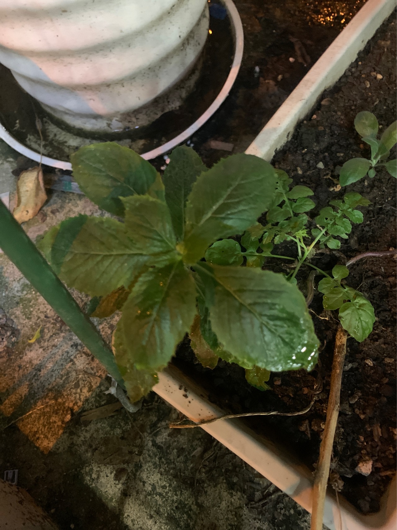 野茼蒿(学名：Crassocephalum crepidioides (Benth.) S.Moore)是菊科，野茼蒿属直立草本植物，高可达120厘米，茎有纵条棱，叶膜质，叶片椭圆形或长圆状椭圆形，顶端渐尖，基部楔形，头状花序数个在茎端排成伞房状，总苞钟状，基部截形，总苞片线状披针形，小花全部管状，两性，花冠红褐色或橙红色，瘦果狭圆柱形，赤红色，7-12月开花。分布于中国江西、福建、湖南、湖北、广东、广西、贵州、云南、四川、西藏。山坡路旁、水边、灌丛中常见，海拔300-1800米。泰国、东南亚和非洲也有。是一种在泛热带广泛分布的一种杂草。该种全草入药，有健脾、消肿之功效，治消化不良、脾虚浮肿等症。嫩叶是一种味美的野菜。(概述图参考来源：中国自然标本馆)