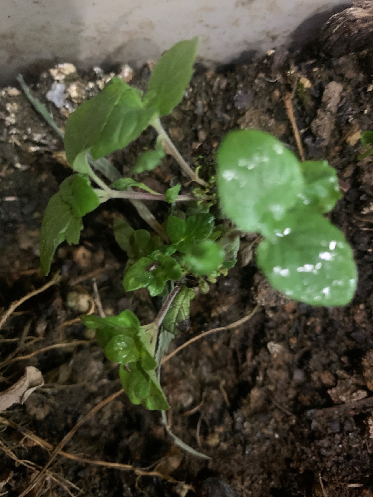 薄荷(学名：Mentha canadensis Linnaeus)，又名银丹草、夜息香，是唇形科薄荷属的一种多年生草本植物。叶对生，花小淡紫色，唇形，花后结暗紫棕色的小粒果。喜温暖湿润、阳光充足的地方，多生于山野湿地。全株青气芳香，是一种有特种经济价值的芳香作物。薄荷是中华常用中药之一。它是辛凉性发汗解热药，治流行性感冒、头疼、目赤、身热、咽喉、牙床肿痛等症。外用可治神经痛、皮肤瘙痒、皮疹,湿疹等。平常以薄荷代茶，清心明目。薄荷多为野生，广泛分布于北半球的亚热带和温带地区。在中国，薄荷主要以江苏、安徽两省产量最大。在西亚、地中海沿岸、南亚和东南亚的许多国家都盛产薄荷。薄荷栽种方式有根茎栽植、分株栽植和扦插繁殖三种。薄荷的品种繁多，全世界至少有600个薄荷品种。这主要是因为其分布广泛，适应性又非常强，还能在自然环境中顺利完成杂交繁殖。对于薄荷的分类，有多种不同的方法。有的是从茎干的颜色区分的，通常可分为青茎薄荷和紫茎薄荷两大类。有的则以产地来对薄荷进行划分。