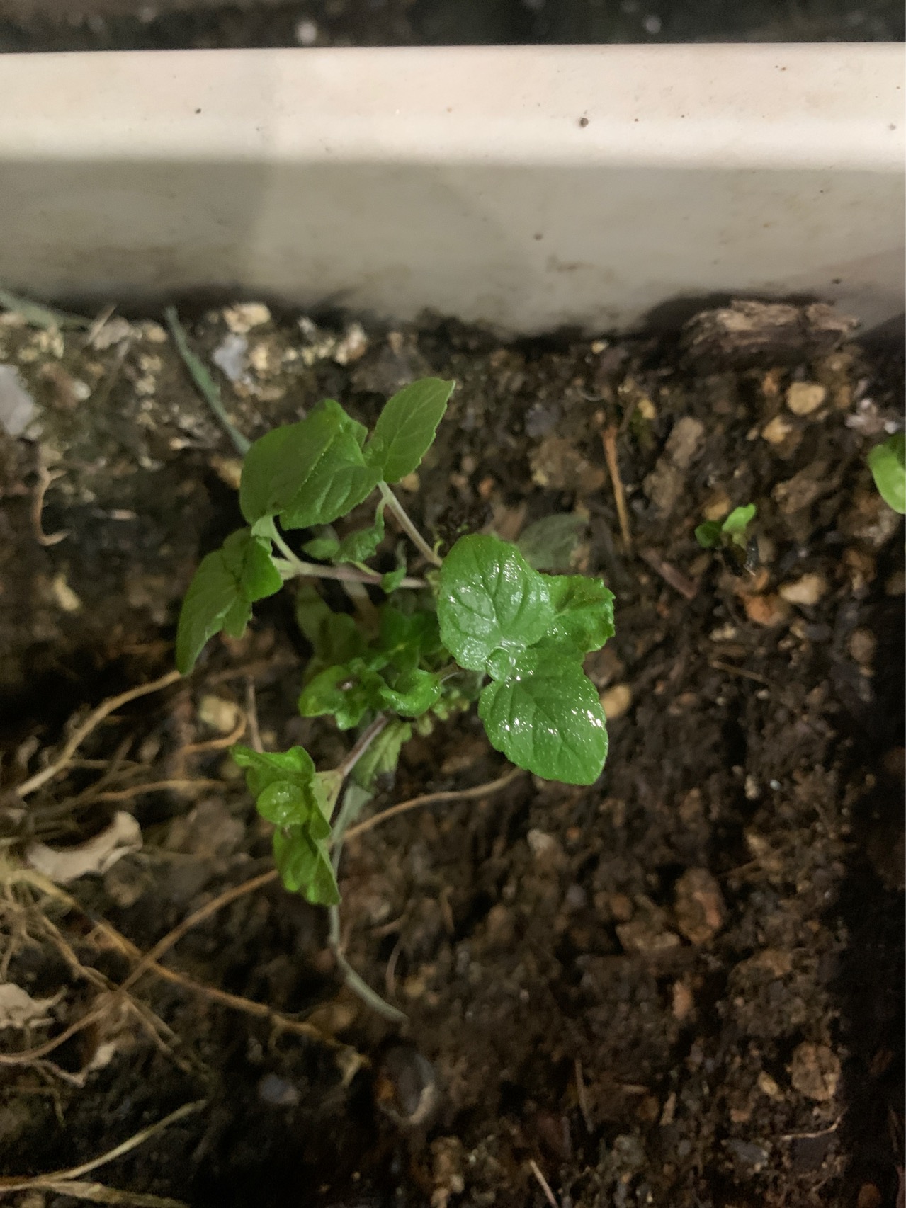 薄荷(学名：Mentha canadensis Linnaeus)，又名银丹草、夜息香，是唇形科薄荷属的一种多年生草本植物。叶对生，花小淡紫色，唇形，花后结暗紫棕色的小粒果。喜温暖湿润、阳光充足的地方，多生于山野湿地。全株青气芳香，是一种有特种经济价值的芳香作物。薄荷是中华常用中药之一。它是辛凉性发汗解热药，治流行性感冒、头疼、目赤、身热、咽喉、牙床肿痛等症。外用可治神经痛、皮肤瘙痒、皮疹,湿疹等。平常以薄荷代茶，清心明目。薄荷多为野生，广泛分布于北半球的亚热带和温带地区。在中国，薄荷主要以江苏、安徽两省产量最大。在西亚、地中海沿岸、南亚和东南亚的许多国家都盛产薄荷。薄荷栽种方式有根茎栽植、分株栽植和扦插繁殖三种。薄荷的品种繁多，全世界至少有600个薄荷品种。这主要是因为其分布广泛，适应性又非常强，还能在自然环境中顺利完成杂交繁殖。对于薄荷的分类，有多种不同的方法。有的是从茎干的颜色区分的，通常可分为青茎薄荷和紫茎薄荷两大类。有的则以产地来对薄荷进行划分。