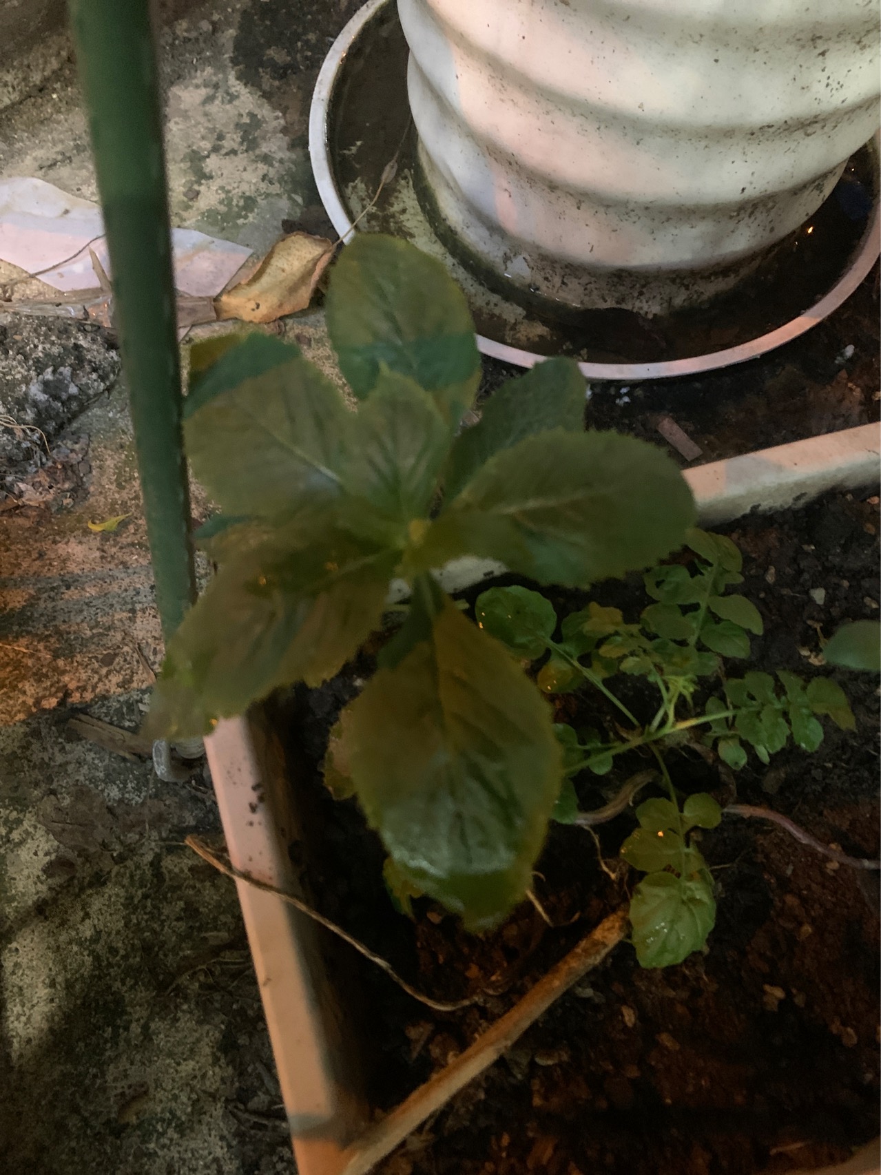 野茼蒿(学名：Crassocephalum crepidioides (Benth.) S.Moore)是菊科，野茼蒿属直立草本植物，高可达120厘米，茎有纵条棱，叶膜质，叶片椭圆形或长圆状椭圆形，顶端渐尖，基部楔形，头状花序数个在茎端排成伞房状，总苞钟状，基部截形，总苞片线状披针形，小花全部管状，两性，花冠红褐色或橙红色，瘦果狭圆柱形，赤红色，7-12月开花。分布于中国江西、福建、湖南、湖北、广东、广西、贵州、云南、四川、西藏。山坡路旁、水边、灌丛中常见，海拔300-1800米。泰国、东南亚和非洲也有。是一种在泛热带广泛分布的一种杂草。该种全草入药，有健脾、消肿之功效，治消化不良、脾虚浮肿等症。嫩叶是一种味美的野菜。(概述图参考来源：中国自然标本馆)