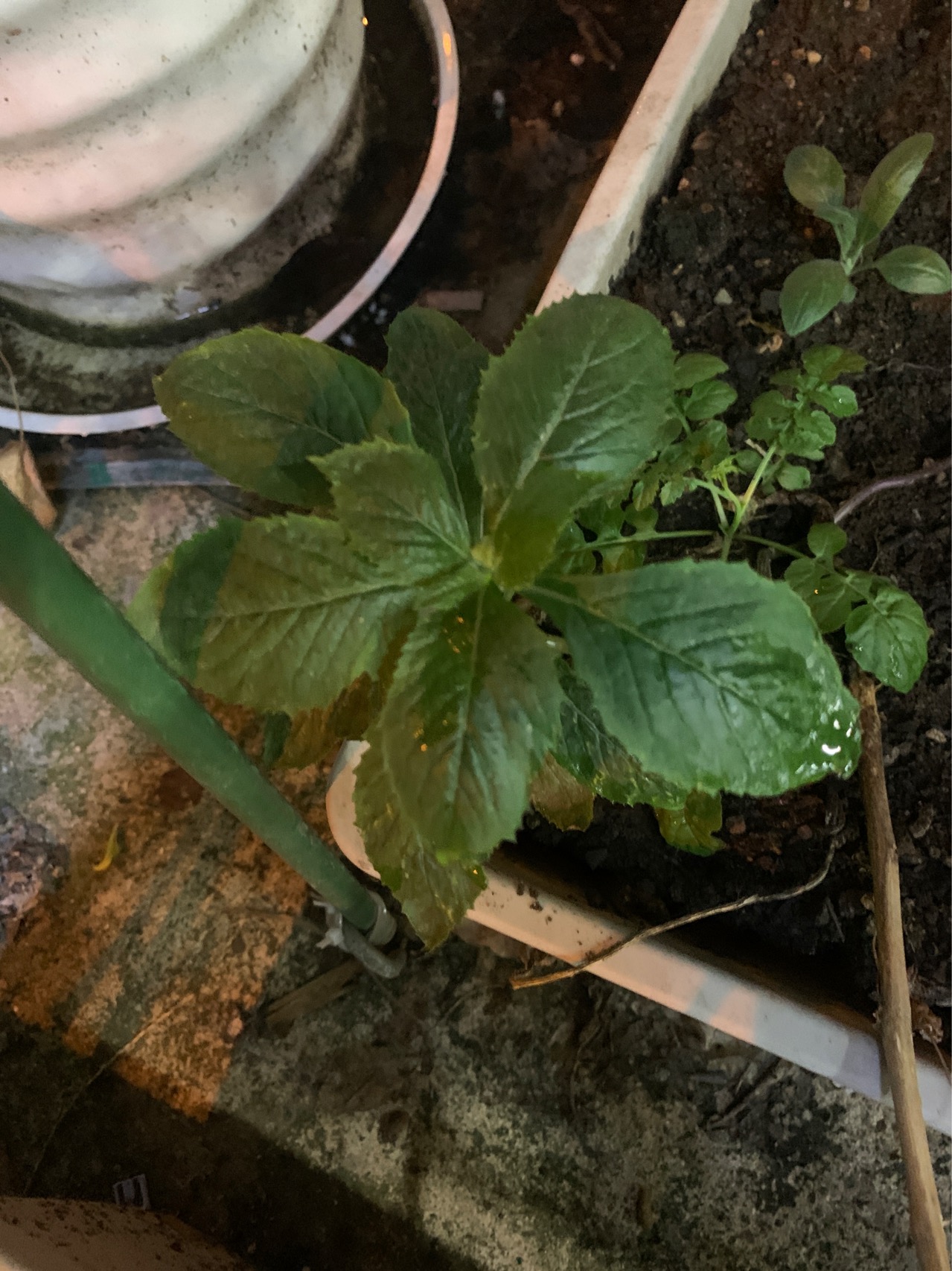 野茼蒿(学名：Crassocephalum crepidioides (Benth.) S.Moore)是菊科，野茼蒿属直立草本植物，高可达120厘米，茎有纵条棱，叶膜质，叶片椭圆形或长圆状椭圆形，顶端渐尖，基部楔形，头状花序数个在茎端排成伞房状，总苞钟状，基部截形，总苞片线状披针形，小花全部管状，两性，花冠红褐色或橙红色，瘦果狭圆柱形，赤红色，7-12月开花。分布于中国江西、福建、湖南、湖北、广东、广西、贵州、云南、四川、西藏。山坡路旁、水边、灌丛中常见，海拔300-1800米。泰国、东南亚和非洲也有。是一种在泛热带广泛分布的一种杂草。该种全草入药，有健脾、消肿之功效，治消化不良、脾虚浮肿等症。嫩叶是一种味美的野菜。(概述图参考来源：中国自然标本馆)