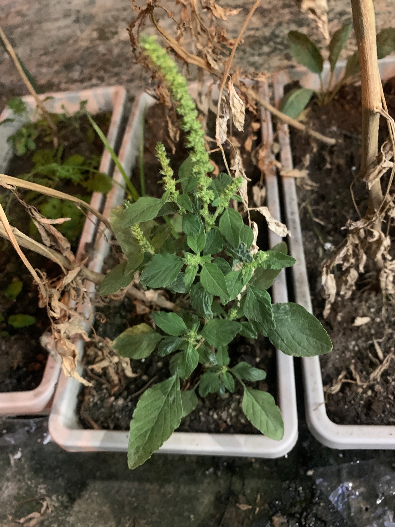 一年生草本，高10-30厘米，全体无毛；茎伏卧而上升，从基部分枝，淡绿色或紫红色。叶片卵形或菱状卵形，长1.5-4.5厘米，宽1-3厘米，顶端凹缺，有1芒尖，或微小不显，基部宽楔形，全缘或稍呈波状；叶柄长1-3.5厘米。花成腋生花簇，直至下部叶的腋部，生在茎端和枝端者成直立穗状花序或圆锥花序；苞片及小苞片矩圆形，长不及1毫米；花被片矩圆形或披针形，长1.2-1.5毫米，淡绿色，顶端急尖，边缘内曲，背部有1隆起中脉；雄蕊比花被片稍短；柱头3或2,果熟时脱落。胞果扁卵形，长3毫米，不裂，微皱缩而近平滑，超出宿存花被片。种子环形，直径约12毫米，黑色至黑褐色，边缘具环状边。花期7-8月，果期8-9月。
幼苗子叶1对，长椭圆形，先端钝圆，基部连合。下胚轴发达，上胚轴短。初生叶阔卵形，先端平截，具凹陷，叶基阔楔形，有长柄。后生叶除叶缘略呈波状外，与初生叶相似。
成株肉质肥厚，有光泽无毛，绿色带紫色。株高10～30厘米，茎圆柱形，倾斜或匍匐生长，由茎部分枝。单叶，对生，有时互生，矩圆形或倒卵形，全缘，顶端内凹。花3～8朵，簇生于小枝顶端，黄色，具凹头，下部结合;雄蕊8～12枚;花柱4～6枚，细长，伸出雄蕊之上，柱头4～5裂。
子实胞果椭圆形，每果内有种子50多粒。种子肾状扁圆形，黑色或褐色。
