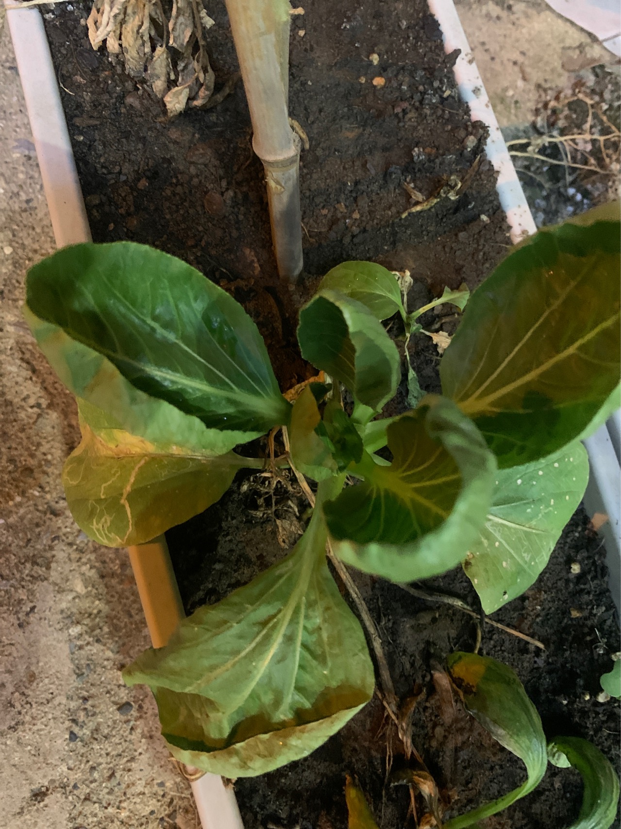 青菜（通称）小白菜（通称），油菜（东北），小油菜（经济植物手册）
青菜（原变种）
一年或二年生草本，高25-70厘米，无毛，带粉霜；根粗，坚硬，常成纺锤形块根，顶端常有短根颈；基直立，有分枝。基生叶倒卵形或宽倒卵形，长20-30厘米，坚实，深绿色，有光泽，基部渐狭成宽柄。全缘或有不显明圆齿或波状齿。中脉白色。宽达1.5厘米，有多条纵脉；叶柄长3-5厘米，有或无窄边；下部茎生叶和基生叶相似，基部渐狭成叶柄；上部茎生叶倒卵形或椭圆形，长3-7厘米，宽1-3.5厘米，基部抱茎，宽展，两侧有垂耳，全缘，微带粉霜。总状花序顶生，呈圆锥状；花浅黄色，长约1厘米，授粉后长达1.5厘米；花梗细，和花等长或较短；萼片长圆形，长3-4毫米，直立开展，白色或黄色；花瓣长圆形，长约5毫米，顶端圆钝，有脉纹，具宽爪。长角果线形，长2-6厘米，宽3-4毫米，坚硬，无毛，果瓣有明显中脉及网结侧脉；喙顶端细，基部宽，长8-12毫米；果梗长8-30毫米。种子球形，直径1-1.5毫米，紫褐色，有蜂窝纹。花期4月，果期5月。
油白菜（变种）白菜型油菜
基生叶倒卵形，全缘或有不显明钝齿，幼时有单毛。
长江以南地区多有栽培。
种子榨油供食用。