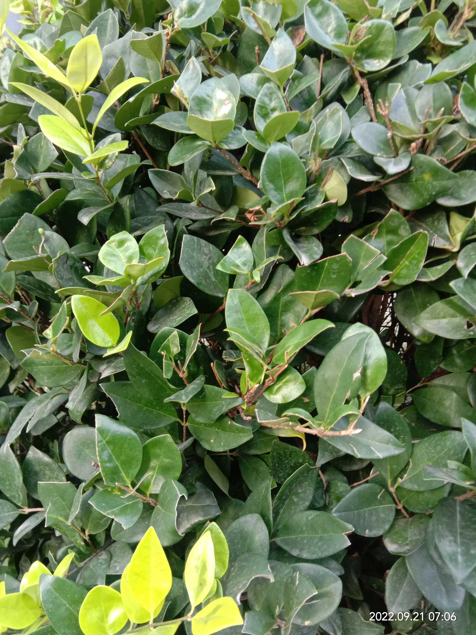 女贞(学名：Ligustrum lucidum)为木犀科女贞属常绿灌木或乔木，高可达25米；树皮灰褐色。枝黄褐色、灰色或紫红色，圆柱形，疏生圆形或长圆形皮孔。女贞为亚热带树种，枝叶茂密，树形整齐，是常用观赏树种，可于庭院孤植或丛植、行道树、绿篱等。女贞原产于中国，广泛分布于长江流域及以南地区，华北、西北地区也有栽培，能耐-10℃左右低温，是园林绿化中应用较多的乡土树种。主要分布江浙、江西、安徽、山东、川贵、两湖、两广、福建等地。采用播种、扦插、压条法繁殖。叶可蒸馏提取冬青油，用于甜食和牙膏等的添加剂。成熟果实晒干为中药女贞子，性凉，味甘苦、可明目、乌发、补肝肾。