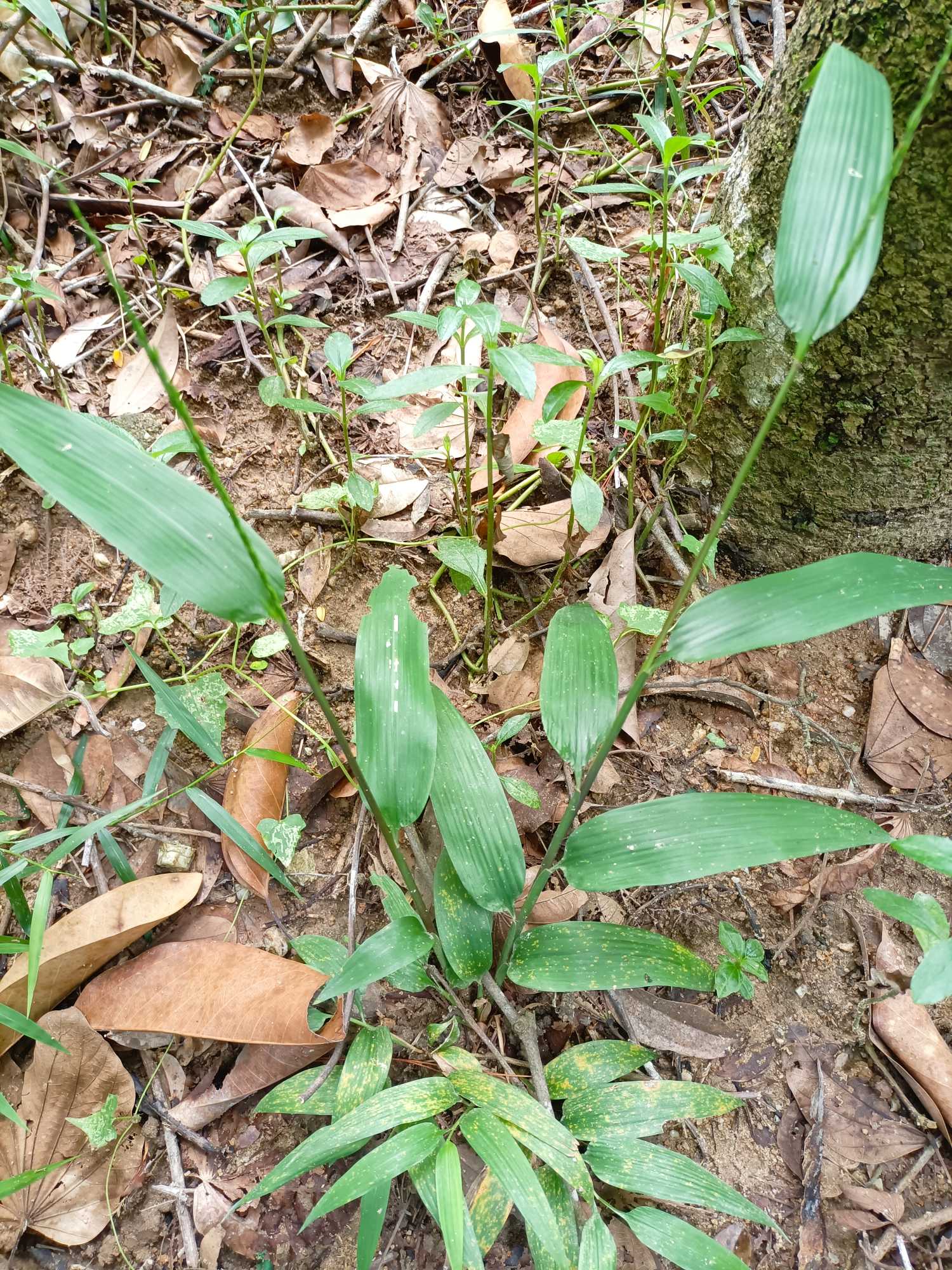 淡竹叶(拉丁学名：Lophatherum gracile Brongn.)是禾本科，淡竹叶属多年生草本植物，具木质根头。秆直立，疏丛生，高可达80厘米，叶舌质硬，叶片披针形，圆锥花序，小穗线状披针形，具极短柄；颖顶端钝，颖果长椭圆形。6-10月开花结果。分布于中国江苏、安徽、浙江、江西、福建、台湾、湖南、广东、广西、四川、云南。印度、斯里兰卡、缅甸、马来西亚、印度尼西亚、新几内亚岛及日本均有分布。生于山坡、林地或林缘、道旁蔽荫处。叶为清凉解热药，小块根作药用。根药用，有清凉，解热、利尿及催产之效。又可作牧草。(概述图参考来源：中国自然标本馆)