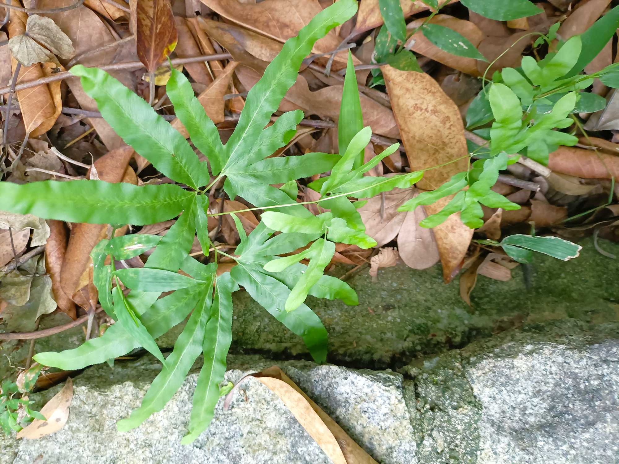 海金沙多年生攀援草本，长1～4米。根茎细而匍匐，被细柔毛。茎细弱、呈干草色，有白色微毛。叶为1～2回羽状复叶，纸质，两面均被细柔毛；能育羽片卵状三角形，长12～20厘米，宽10～16厘米，小叶卵状披针形，边缘有锯齿或不规则分裂，上部小叶无柄，羽状或戟形，下部小叶有柄；不育羽片尖三角形，通常与能育羽片相似，但有时为1回材状复叶，小叶阔线形，或基部分裂成不规则的小片。孢子囊生于能育羽片的背面，在2回小叶的齿及裂片顶端成穗状排列，穗长2～4毫米，孢子囊盖鳞片状，卵形，每盖下生一横卵形的孢子囊，环带侧生，聚集一处。袍子囊多在夏秋季产生。