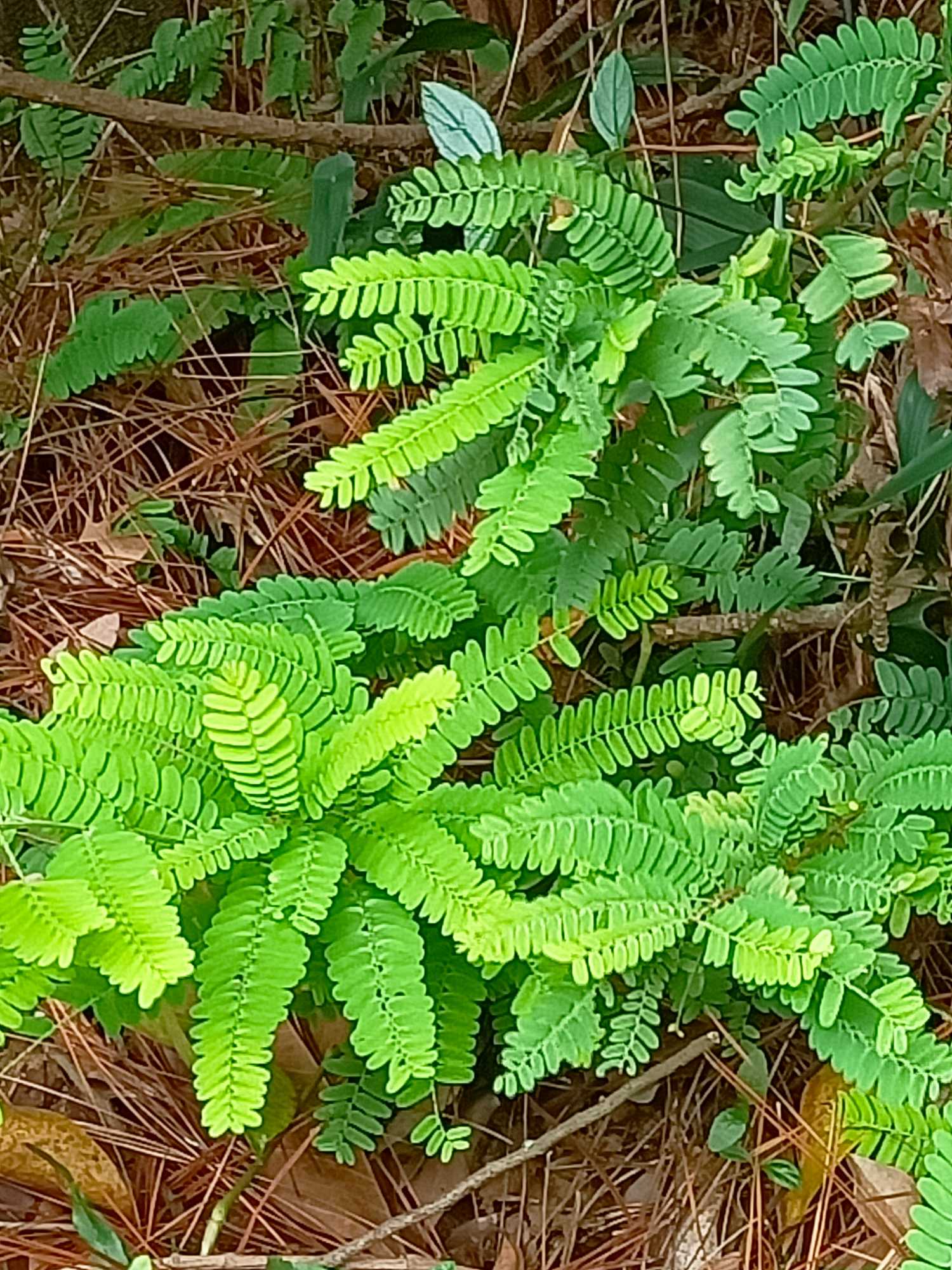 相思子，(Abrus precatorius)为豆科(蝶形花科)相思子属的植物。攀援灌木。枝细弱，有平伏短刚毛。偶数羽状复叶，互生，小叶8-15对。产中国台湾、广东、广西、云南。生于山地疏林中。广布于热带地区。种子剧毒。种子质坚，色泽华美，可做装饰品，外用治皮肤病；根、藤入药，可清热解毒和利尿。