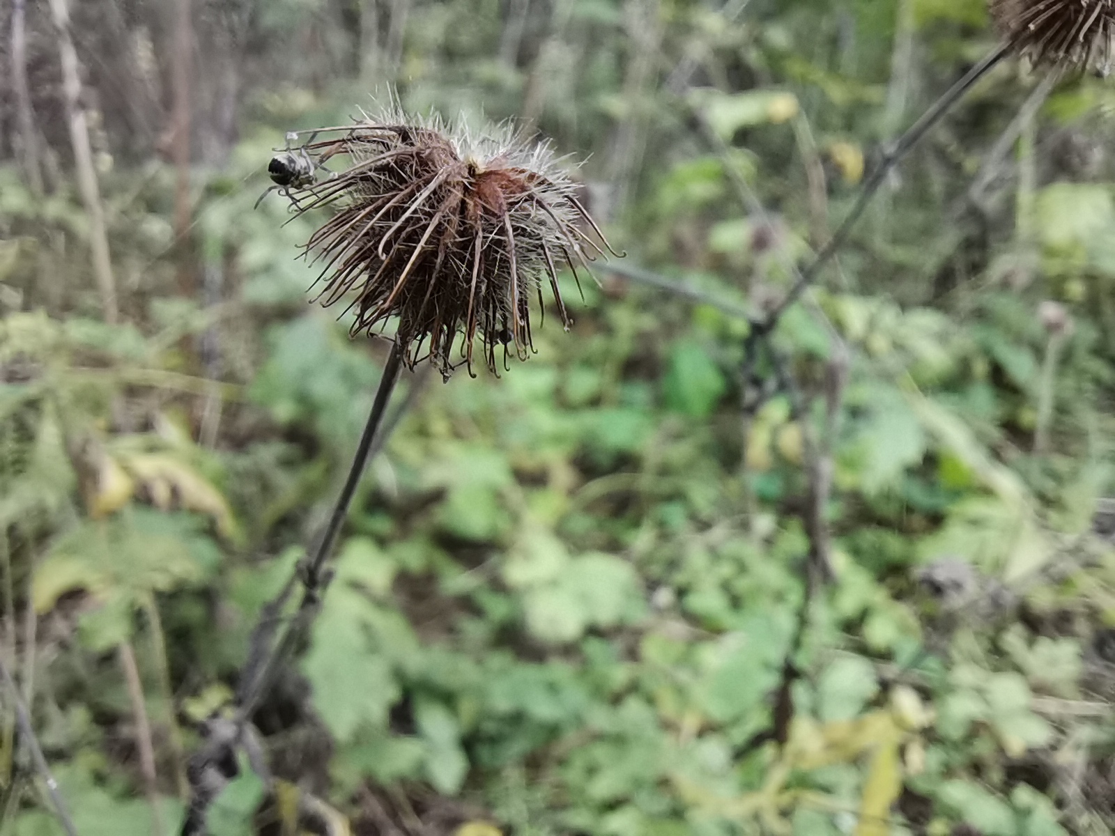 植株
多年生草本。须根簇生。
茎
茎直立，高20-100厘米，被开展粗硬毛稀几无毛。
叶
基生叶为大头羽状复叶，通常有小叶2-6对，连叶柄长10-25厘米，叶柄被粗硬毛，小叶大小极不相等，顶生小叶最大，菱状广卵形或宽扁圆形，长4-8厘米，宽5-10厘米，顶端急尖或圆钝，基部宽心形至宽楔形，边缘常浅裂，有不规则粗大锯齿，锯齿急尖或圆钝，两面绿色，疏生粗硬毛；茎生叶羽状复叶，有时重复分裂，向上小叶逐渐减少，顶生小叶披针形或倒卵披针形，顶端常渐尖或短渐尖，基部楔形；茎生叶托叶大，绿色，叶状，卵形，边缘有不规则粗大锯齿。
花
花序顶生，疏散排列，花梗被短柔毛或微硬毛；花直径1-1.7厘米；花瓣黄色，几圆形，比萼片长；萼片卵状三角形，顶端渐尖，副萼片狭小，披针形，顶端渐尖稀2裂，比萼片短1倍多，外面被短柔毛及长柔毛；花柱顶生，在上部1/4处扭曲，成熟后自扭曲处脱落，脱落部分下部被疏柔毛。
果
聚合果倒卵球形，瘦果被长硬毛，花柱宿存部分无毛，顶端有小钩；果托被短硬毛，长约1毫米。
花果期7-10月。
