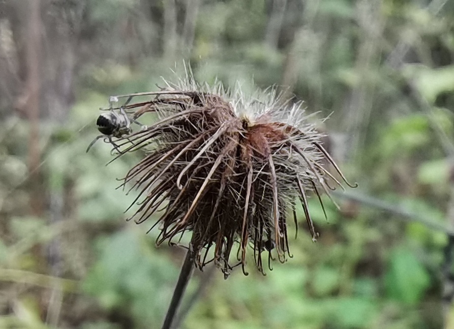 植株
多年生草本。须根簇生。
茎
茎直立，高20-100厘米，被开展粗硬毛稀几无毛。
叶
基生叶为大头羽状复叶，通常有小叶2-6对，连叶柄长10-25厘米，叶柄被粗硬毛，小叶大小极不相等，顶生小叶最大，菱状广卵形或宽扁圆形，长4-8厘米，宽5-10厘米，顶端急尖或圆钝，基部宽心形至宽楔形，边缘常浅裂，有不规则粗大锯齿，锯齿急尖或圆钝，两面绿色，疏生粗硬毛；茎生叶羽状复叶，有时重复分裂，向上小叶逐渐减少，顶生小叶披针形或倒卵披针形，顶端常渐尖或短渐尖，基部楔形；茎生叶托叶大，绿色，叶状，卵形，边缘有不规则粗大锯齿。
花
花序顶生，疏散排列，花梗被短柔毛或微硬毛；花直径1-1.7厘米；花瓣黄色，几圆形，比萼片长；萼片卵状三角形，顶端渐尖，副萼片狭小，披针形，顶端渐尖稀2裂，比萼片短1倍多，外面被短柔毛及长柔毛；花柱顶生，在上部1/4处扭曲，成熟后自扭曲处脱落，脱落部分下部被疏柔毛。
果
聚合果倒卵球形，瘦果被长硬毛，花柱宿存部分无毛，顶端有小钩；果托被短硬毛，长约1毫米。
花果期7-10月。
