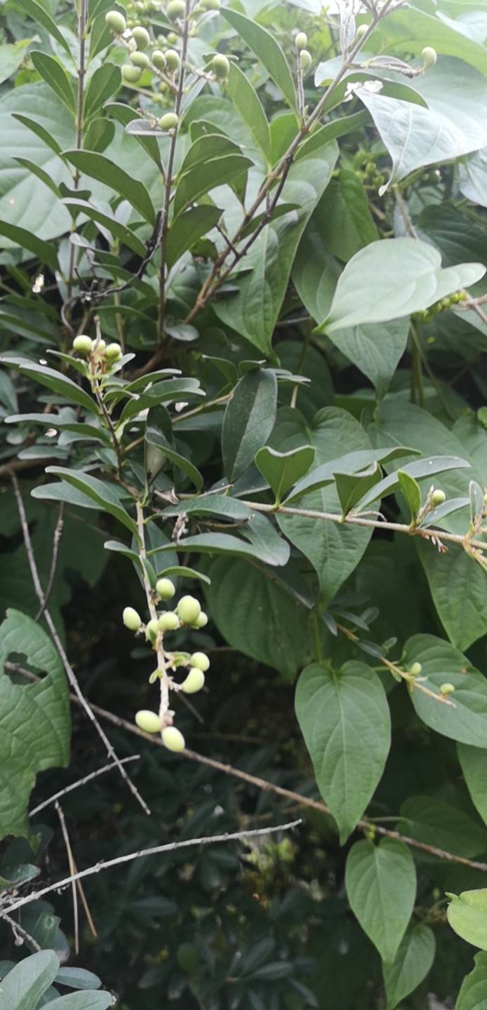 小叶女贞(学名：Ligustrum quihoui Carr.)是木犀科女贞属的小灌木；叶薄革质；花白色，香，无梗；花冠筒和花冠裂片等长；花药超出花冠裂片。核果宽椭圆形，黑色。生境是沟边，路旁，河边灌丛中，山坡。小叶女贞主枝叶紧密、圆整，庭院中常栽植观赏，为园林绿化的重要绿篱材料；叶入药，具清热解毒等功效，治烫伤、外伤；树皮入药治烫伤。抗多种有毒气体，是优良的抗污染树种；它叶小、且耐修剪，生长迅速，也是制作盆景的优良树种。(概述图片参考资料来源：)