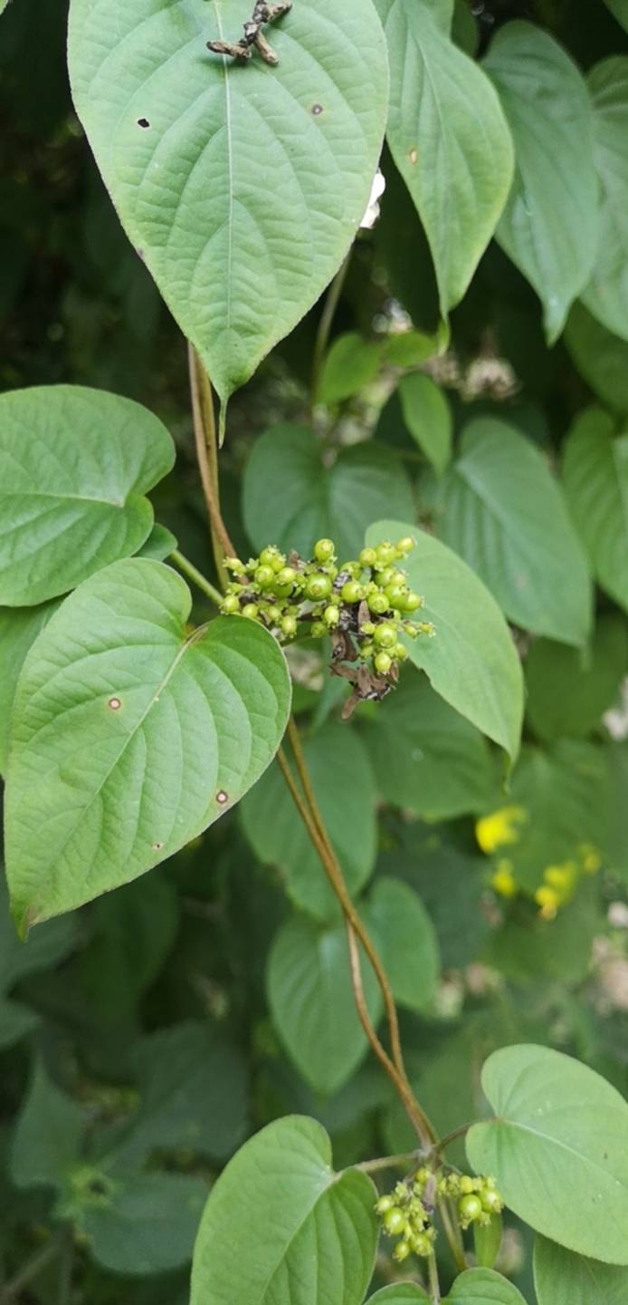 藤状灌木，无毛或被柔毛。叶对生，膜质，卵形或披针形，长5-10厘米，宽2-4厘米，顶端短尖或削尖，基部浑圆，有时心状形，叶上面无毛，在下面脉上被微毛；侧脉每边4-5条，在上面柔弱，在下面突起；叶柄长1-3厘米；托叶卵状披针形，长2-3毫米，顶部2裂。圆锥花序腋生或顶生，长6-18厘米，扩展；小苞片微小，卵形或锥形，有小睫毛；花有小梗，生于柔弱的三歧常作蝎尾状的聚伞花序上；花萼钟形，萼檐裂片钝齿形；花冠紫蓝色，长12-16毫米，通常被绒毛，裂片短。果阔椭圆形，压扁，长和宽6-8毫米，光亮，顶部冠以圆锥形的花盘和微小宿存的萼檐裂片；小坚果浅黑色，具1阔翅。花期5-6月。
