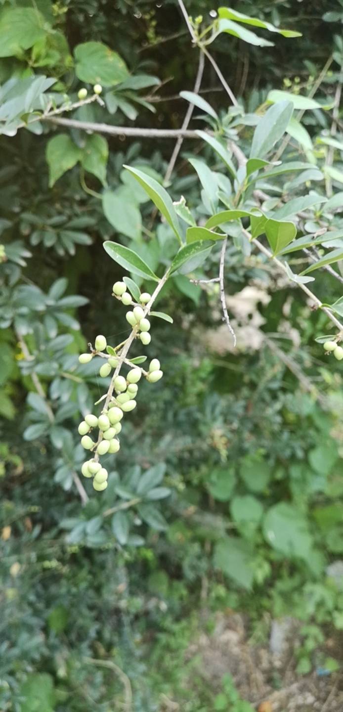 小叶女贞(学名：Ligustrum quihoui Carr.)是木犀科女贞属的小灌木；叶薄革质；花白色，香，无梗；花冠筒和花冠裂片等长；花药超出花冠裂片。核果宽椭圆形，黑色。生境是沟边，路旁，河边灌丛中，山坡。小叶女贞主枝叶紧密、圆整，庭院中常栽植观赏，为园林绿化的重要绿篱材料；叶入药，具清热解毒等功效，治烫伤、外伤；树皮入药治烫伤。抗多种有毒气体，是优良的抗污染树种；它叶小、且耐修剪，生长迅速，也是制作盆景的优良树种。(概述图片参考资料来源：)