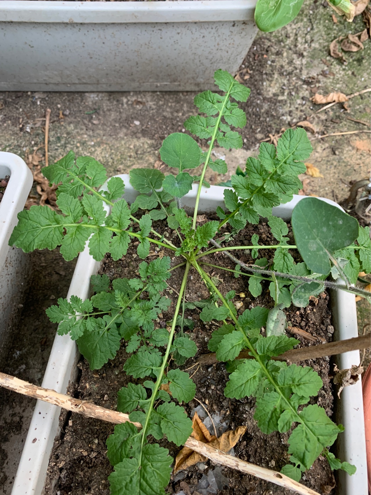 二年或一年生草本，高20-100厘米；肉质直根，长圆形、球形或圆锥形，外皮绿色、白色或红色；茎有分枝，无毛，稍具粉霜。基生叶和下部茎生叶大头羽状半裂，长8-30厘米，宽3-5厘米，顶裂片卵形，侧裂片4-6对，长圆形，有钝齿，疏生粗毛，上部叶长圆形，有锯齿或近全缘。
总状花序顶生及腋生；花白色或粉红色，直径1.5-2厘米；花梗长5-15毫米；萼片长圆形，长5-7毫米；花瓣倒卵形，长1-1.5厘米，具紫纹，下部有长5毫米的爪。
长角果圆柱形，长3-6厘米，宽10-12毫米，在相当种子间处缢缩，并形成海绵质横隔；顶端喙长1-1.5厘米；果梗长1-1.5厘米。种子1-6个，卵形，微扁，长约3毫米，红棕色，有细网纹。花期4-5月，果期5-6月。
