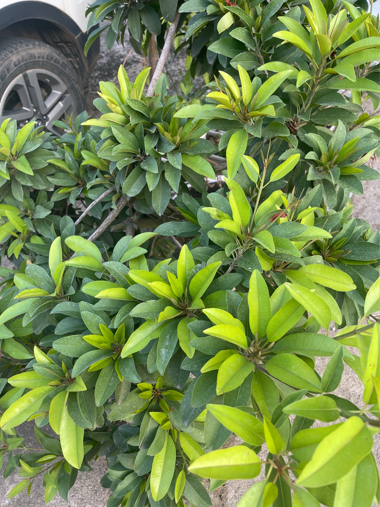 人心果(学名：Manilkara zapota (Linn.) van Royen)，乔木，高15-20米，小枝茶褐色，具明显的叶痕。叶互生，密聚于枝顶，革质，长圆形或卵状椭圆形；叶柄长1.5-3厘米。花1-2朵生于枝顶叶腋；花梗长2-2.5厘米，密被黄褐色或锈色绒毛；花萼外轮3裂片长圆状卵形；花冠白色，先端具不规则的细齿；能育雄蕊着生于冠管的喉部，花丝丝状，花药长卵形；退化雄蕊花瓣状；子房圆锥形；花柱圆柱形，基部略加粗。浆果纺锤形、卵形或球形；种子扁。花果期4-9月。原产美洲热带地区，中国广东、广西、云南(西双版纳)有栽培。人心果是一种山榄科的热带水果，因为人心果的果实长得很像人的心脏，所以被人们命名叫做人心果。因为人心果的果形像柿子，也可以叫做“吴凤柿”。是营养价值很高的一种水果。果可食，味甜可口；树干之乳汁为口香糖原料；种仁含油率20%；树皮含植物碱，可治热症。(概述图来源：)