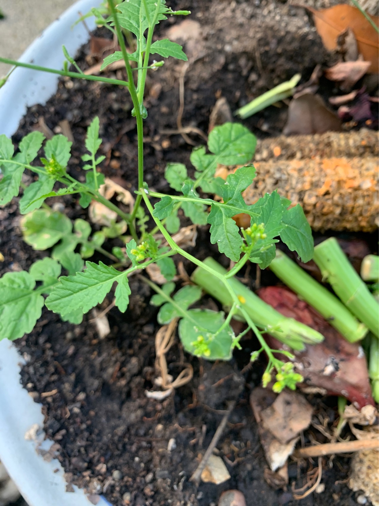 蔊菜(学名：Rorippa indica (L.) Hiern.)是十字花科，蔊菜属一、二年生直立草本植物，高可达40厘米，植株较粗壮，茎表面具纵沟。叶互生，基生叶及茎下部叶具长柄，叶形多变化，顶端裂片大，卵状披针形，边缘具不整齐牙齿，总状花序顶生或侧生，花小，数多，细花梗；萼片卵状长圆形，花瓣黄色，匙形，长角果线状圆柱形，短而粗，果梗纤细，种子多数，细小，卵圆形而扁，4-6月开花，6-8月结果。分布于中国山东、河南、江苏、浙江、福建、台湾、湖南、江西、广东、陕西、甘肃、四川、云南。日本、朝鲜、菲律宾、印度尼西亚、印度等也有分布。生长在海拔230-1450米的路旁、田边、园圃、河边、屋边墙脚及山坡路旁等较潮湿处。蔊菜全草入药，内服有解表健胃、止咳化痰、平喘、清热解毒、散热消肿等效；外用治痈肿疮毒及烫火伤。(概述图参考来源：中国自然标本馆)