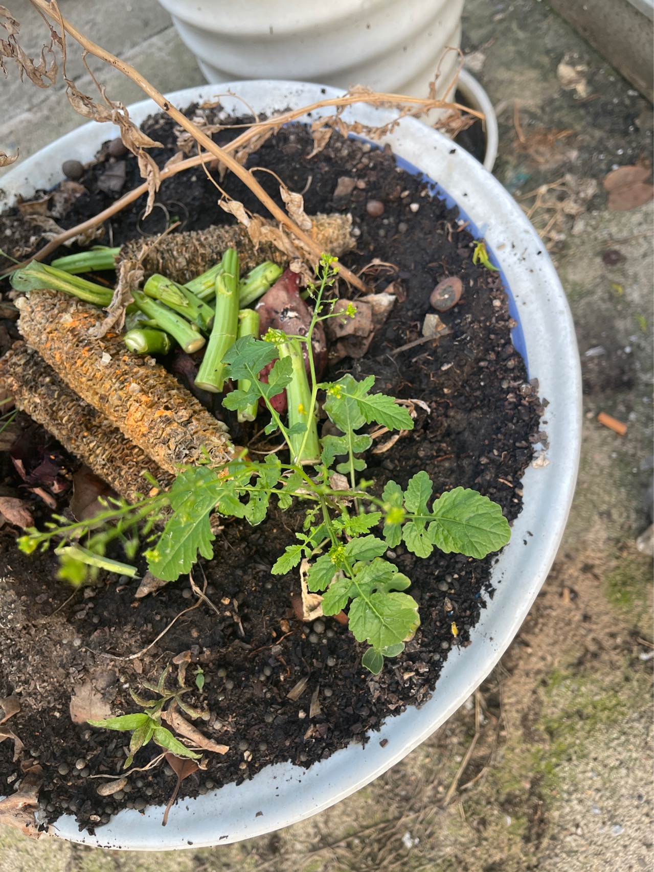 二年或一年生草本，高20-100厘米；肉质直根，长圆形、球形或圆锥形，外皮绿色、白色或红色；茎有分枝，无毛，稍具粉霜。基生叶和下部茎生叶大头羽状半裂，长8-30厘米，宽3-5厘米，顶裂片卵形，侧裂片4-6对，长圆形，有钝齿，疏生粗毛，上部叶长圆形，有锯齿或近全缘。
总状花序顶生及腋生；花白色或粉红色，直径1.5-2厘米；花梗长5-15毫米；萼片长圆形，长5-7毫米；花瓣倒卵形，长1-1.5厘米，具紫纹，下部有长5毫米的爪。
长角果圆柱形，长3-6厘米，宽10-12毫米，在相当种子间处缢缩，并形成海绵质横隔；顶端喙长1-1.5厘米；果梗长1-1.5厘米。种子1-6个，卵形，微扁，长约3毫米，红棕色，有细网纹。花期4-5月，果期5-6月。
