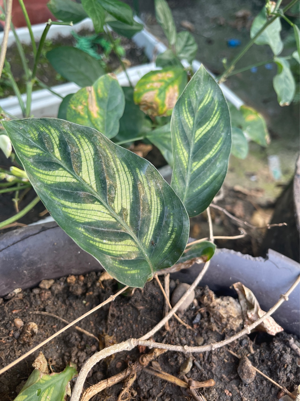 孔雀竹芋(学名：Calathea makoyana E.Morr.)：竹芋科，肖竹芋属多年生常绿草本植物。植株挺拔株高可达60厘米。叶柄紫红色， 叶片薄革质，卵状椭圆形，叶面上有墨绿与白色或淡黄相间的羽状斑纹，就像孔雀尾羽毛上的图案，因而得名。叶片亦有特性：白天舒展，晚间折叠起来。孔雀竹芋原产于巴西，中国有引种栽培。该种叶色丰富多彩，观赏性强，且为阴生植物，适应性较强，可种植在庭院、公园的林荫下或路旁，在中国华南地区已有越来越多的种类被应用于园林绿化。(概述图片来源： 中国自然标本馆)