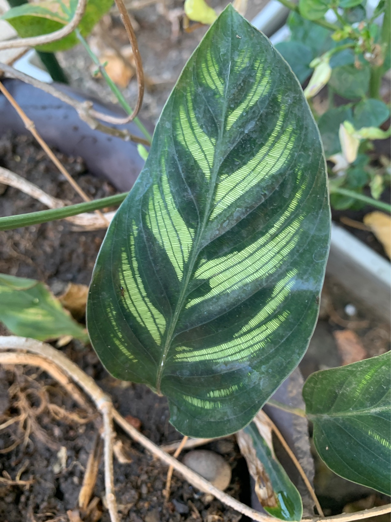 孔雀竹芋(学名：Calathea makoyana E.Morr.)：竹芋科，肖竹芋属多年生常绿草本植物。植株挺拔株高可达60厘米。叶柄紫红色， 叶片薄革质，卵状椭圆形，叶面上有墨绿与白色或淡黄相间的羽状斑纹，就像孔雀尾羽毛上的图案，因而得名。叶片亦有特性：白天舒展，晚间折叠起来。孔雀竹芋原产于巴西，中国有引种栽培。该种叶色丰富多彩，观赏性强，且为阴生植物，适应性较强，可种植在庭院、公园的林荫下或路旁，在中国华南地区已有越来越多的种类被应用于园林绿化。(概述图片来源： 中国自然标本馆)
