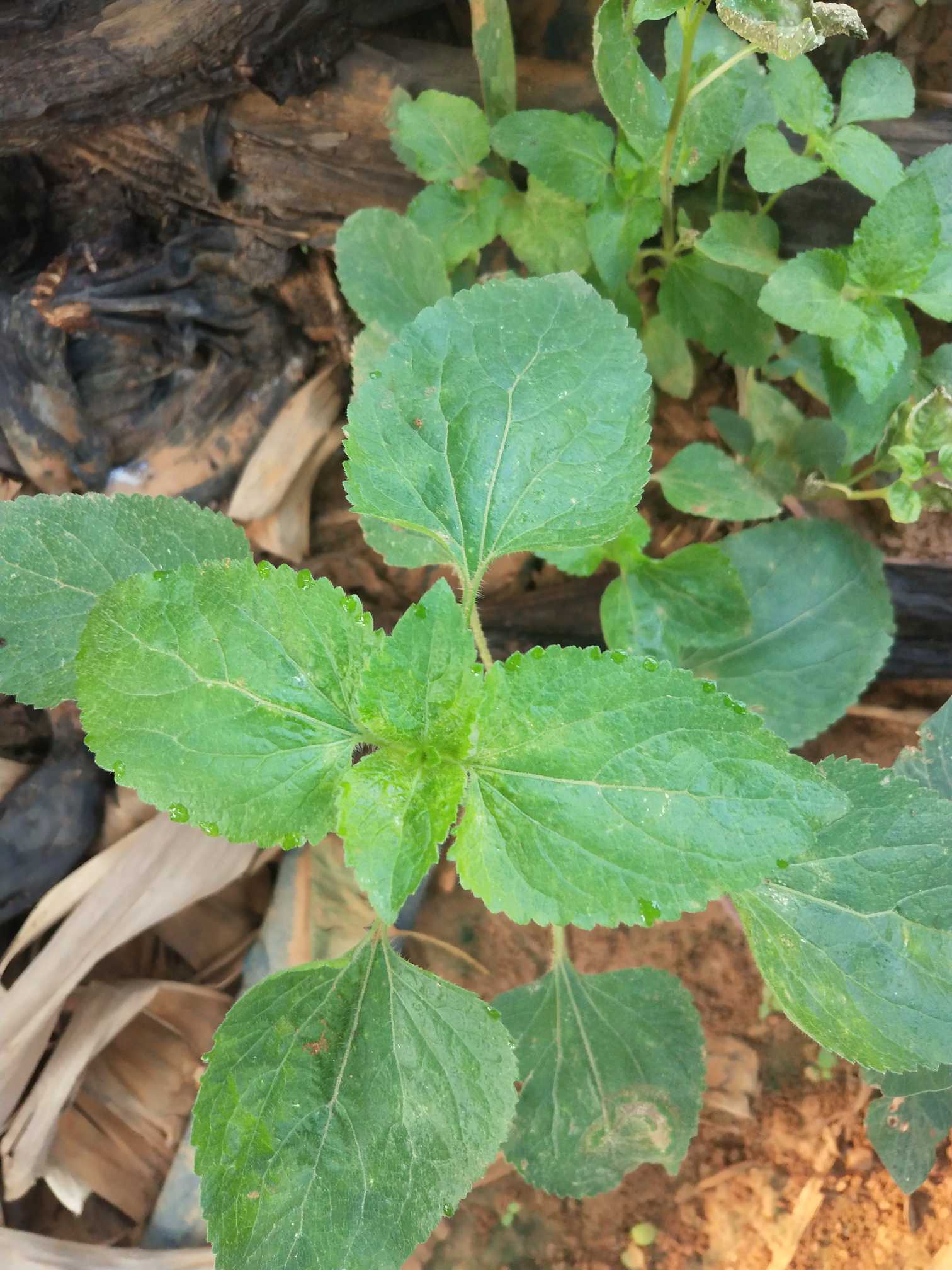 藿香蓟是一年生草本植物，高50-100厘米，有时又不足10厘米。无明显主根。茎粗壮，基部径4毫米，或少有纤细的，而基部径不足1毫米，不分枝或自基部或自中部以上分枝，或下基部平卧而节常生不定根。全部茎枝淡红色，或上部绿色，被白色尘状短柔毛或上部被稠密开展的长绒毛。
叶对生，有时上部互生，常有腋生的不发育的叶芽。中部茎叶卵形或椭圆形或长圆形，长3-8厘米，宽2-5厘米；自中部叶向上向下及腋生小枝上的叶渐小或小，卵形或长圆形，有时植株全部叶小形，长仅1厘米，宽仅达0.6毫米。全部叶基部钝或宽楔形，基出三脉或不明显五出脉，顶端急尖，边缘圆锯齿，有长1-3厘米的叶柄，两面被白色稀疏的短柔毛且有黄色腺点，上面沿脉处及叶下面的毛稍多有时下面近无毛，上部叶的叶柄或腋生幼枝及腋生枝上的小叶的叶柄通常被白色稠密开展的长柔毛。
头状花序4-18个在茎顶排成通常紧密的伞房状花序；花序径1.5-3厘米，少有排成松散伞房花序式的。花梗长0.5-1.5厘米，被尘球短柔毛。总苞钟状或半球形，宽5毫米。总苞片2层，长圆形或披针状长圆形，长3-4毫米，外面无毛，边缘撕裂。花冠长1.5-2.5毫米，外面无毛或顶端有尘状微柔毛，檐部5裂，淡紫色。
瘦果黑褐色，5棱，长1.2-1.7毫米，有白色稀疏细柔毛。冠毛膜片5或6个，长圆形，顶端急狭或渐狭成长或短芒状，或部分膜片顶端截形而无芒状渐尖；全部冠毛膜片长1.5-3毫米。花果期全年。
