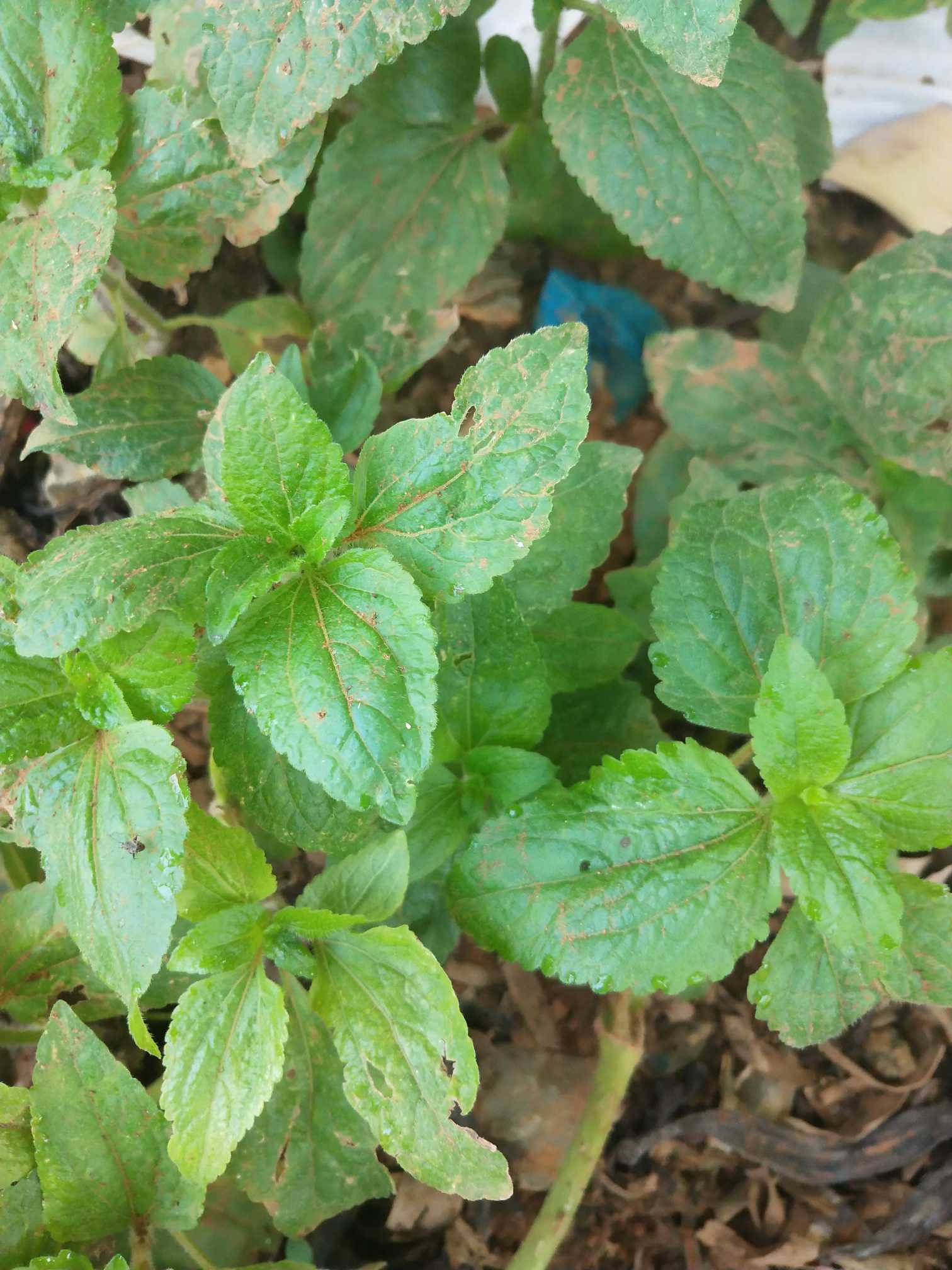 藿香蓟是一年生草本植物，高50-100厘米，有时又不足10厘米。无明显主根。茎粗壮，基部径4毫米，或少有纤细的，而基部径不足1毫米，不分枝或自基部或自中部以上分枝，或下基部平卧而节常生不定根。全部茎枝淡红色，或上部绿色，被白色尘状短柔毛或上部被稠密开展的长绒毛。
叶对生，有时上部互生，常有腋生的不发育的叶芽。中部茎叶卵形或椭圆形或长圆形，长3-8厘米，宽2-5厘米；自中部叶向上向下及腋生小枝上的叶渐小或小，卵形或长圆形，有时植株全部叶小形，长仅1厘米，宽仅达0.6毫米。全部叶基部钝或宽楔形，基出三脉或不明显五出脉，顶端急尖，边缘圆锯齿，有长1-3厘米的叶柄，两面被白色稀疏的短柔毛且有黄色腺点，上面沿脉处及叶下面的毛稍多有时下面近无毛，上部叶的叶柄或腋生幼枝及腋生枝上的小叶的叶柄通常被白色稠密开展的长柔毛。
头状花序4-18个在茎顶排成通常紧密的伞房状花序；花序径1.5-3厘米，少有排成松散伞房花序式的。花梗长0.5-1.5厘米，被尘球短柔毛。总苞钟状或半球形，宽5毫米。总苞片2层，长圆形或披针状长圆形，长3-4毫米，外面无毛，边缘撕裂。花冠长1.5-2.5毫米，外面无毛或顶端有尘状微柔毛，檐部5裂，淡紫色。
瘦果黑褐色，5棱，长1.2-1.7毫米，有白色稀疏细柔毛。冠毛膜片5或6个，长圆形，顶端急狭或渐狭成长或短芒状，或部分膜片顶端截形而无芒状渐尖；全部冠毛膜片长1.5-3毫米。花果期全年。
