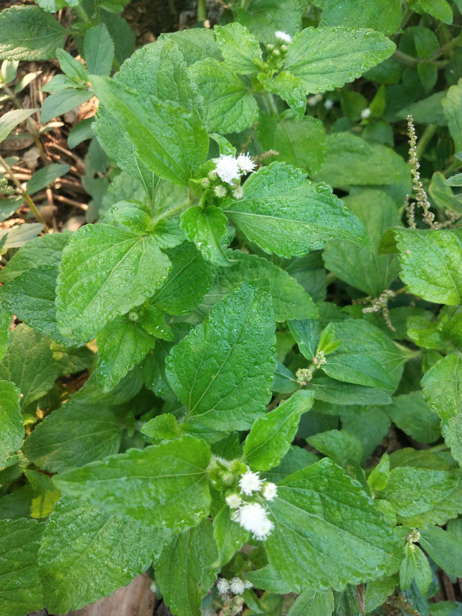 藿香蓟是一年生草本植物，高50-100厘米，有时又不足10厘米。无明显主根。茎粗壮，基部径4毫米，或少有纤细的，而基部径不足1毫米，不分枝或自基部或自中部以上分枝，或下基部平卧而节常生不定根。全部茎枝淡红色，或上部绿色，被白色尘状短柔毛或上部被稠密开展的长绒毛。
叶对生，有时上部互生，常有腋生的不发育的叶芽。中部茎叶卵形或椭圆形或长圆形，长3-8厘米，宽2-5厘米；自中部叶向上向下及腋生小枝上的叶渐小或小，卵形或长圆形，有时植株全部叶小形，长仅1厘米，宽仅达0.6毫米。全部叶基部钝或宽楔形，基出三脉或不明显五出脉，顶端急尖，边缘圆锯齿，有长1-3厘米的叶柄，两面被白色稀疏的短柔毛且有黄色腺点，上面沿脉处及叶下面的毛稍多有时下面近无毛，上部叶的叶柄或腋生幼枝及腋生枝上的小叶的叶柄通常被白色稠密开展的长柔毛。
头状花序4-18个在茎顶排成通常紧密的伞房状花序；花序径1.5-3厘米，少有排成松散伞房花序式的。花梗长0.5-1.5厘米，被尘球短柔毛。总苞钟状或半球形，宽5毫米。总苞片2层，长圆形或披针状长圆形，长3-4毫米，外面无毛，边缘撕裂。花冠长1.5-2.5毫米，外面无毛或顶端有尘状微柔毛，檐部5裂，淡紫色。
瘦果黑褐色，5棱，长1.2-1.7毫米，有白色稀疏细柔毛。冠毛膜片5或6个，长圆形，顶端急狭或渐狭成长或短芒状，或部分膜片顶端截形而无芒状渐尖；全部冠毛膜片长1.5-3毫米。花果期全年。
