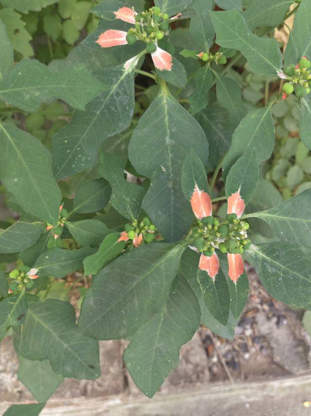猩猩草(学名：Euphorbia cyathophora Murr.)：常绿或半常绿灌木，盆栽时株高0.5米-2米，在亚热带地区可长到6米以上。茎直立而光滑，单叶互生，卵状椭圆形至阔披针形，具不规则的深缺刻。长10-15厘米。花小，有蜜腺，排列成密集的伞房花序。总苞形似叶片，也叫顶叶，基部大红色，也有半边红色半边绿色的。上面簇生出红色的苞片，向四周放射而出，苞片和叶片相似，只是较狭，是主要观赏部位。雌雄同株异花，雌花单生于花序的中央，雄花多数，均无花被。蒴果扁圆形。种子卵圆形，黑色。原产于美洲热带地区。喜温暖干燥和阳光充足环境，不耐寒，恤霜冻，耐半阴，怕积水，宜在疏松肥沃和排水良好的腐质土壤中生长。猩猩草上部叶片红白镶嵌， 异常热闹， 常用作花境或空隙地的背景材料， 也可作盆栽和切花材料。(概述图片参考资料来源：)