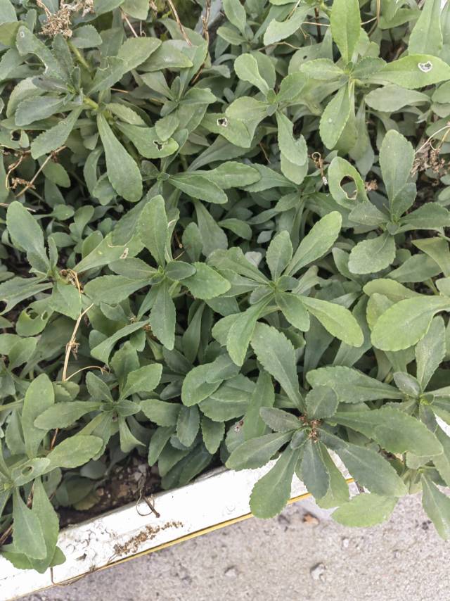 多年生草本。根状茎短，粗茎高20-50厘米，有1-3条茎，直立，无毛，不分枝。
叶互生，狭披针形、椭圆状披针形至卵状倒披针形，长3.5-8厘米，宽1.2-2厘米，先端渐尖，基部楔形，边缘有不整齐的锯齿；叶坚实，近革质。
聚伞花序有多花，水平分枝，平展，下托以苞叶。萼片5，线形，肉质，不等长，长3-5毫米，先端钝；花瓣5，黄色，长圆形至椭圆状披针形，长6-10毫米，有短尖；雄蕊10，较花瓣短；鳞片5，近正方形，长0.3毫米，心皮5，卵状长圆形，基部合生，腹面凸出，花柱长钻形。
蓇葖星芒状排列，长7毫米；种子椭圆形，长约1毫米。花期6-7月，果期8-9月。
