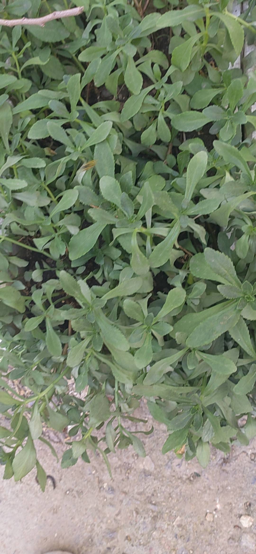 多年生草本。根状茎短，粗茎高20-50厘米，有1-3条茎，直立，无毛，不分枝。
叶互生，狭披针形、椭圆状披针形至卵状倒披针形，长3.5-8厘米，宽1.2-2厘米，先端渐尖，基部楔形，边缘有不整齐的锯齿；叶坚实，近革质。
聚伞花序有多花，水平分枝，平展，下托以苞叶。萼片5，线形，肉质，不等长，长3-5毫米，先端钝；花瓣5，黄色，长圆形至椭圆状披针形，长6-10毫米，有短尖；雄蕊10，较花瓣短；鳞片5，近正方形，长0.3毫米，心皮5，卵状长圆形，基部合生，腹面凸出，花柱长钻形。
蓇葖星芒状排列，长7毫米；种子椭圆形，长约1毫米。花期6-7月，果期8-9月。
