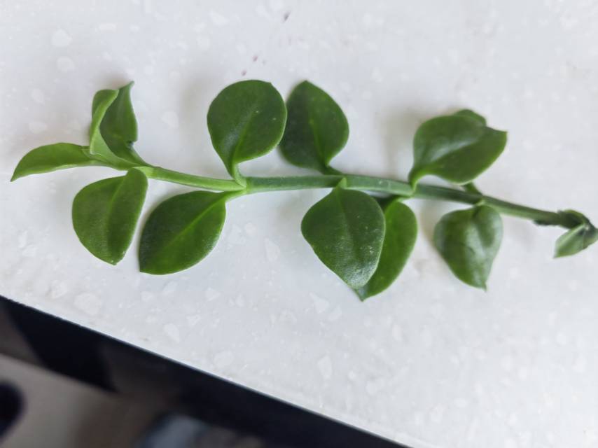 心叶日中花(学名：Mesembryanthemum cordifolium L.f.)是番杏科，日中花属多年生常绿草本。茎斜卧，铺散，长30-60厘米，有分枝，稍带肉质，无毛，具小颗粒状凸起。叶对生，叶片心状卵形，扁平，顶端急尖或圆钝具凸尖头，基部圆形。花单个顶生或腋生，花梗长1.2厘米；花萼长8毫米，裂片4；花瓣红紫色，匙形；雄蕊多数；子房4室。蒴果肉质，种子多数。花期7-8月。该种原产南部非洲，耐干旱，喜阳光充足、通风环境。忌强光直射及高温多湿，喜疏松排水良好的沙壤土。其叶形叶色较美，花色艳丽，适合作为户外造景及室内绿化。亦可作为蔬菜食用，味道清爽可口。(概述图来源：中国自然标本馆)