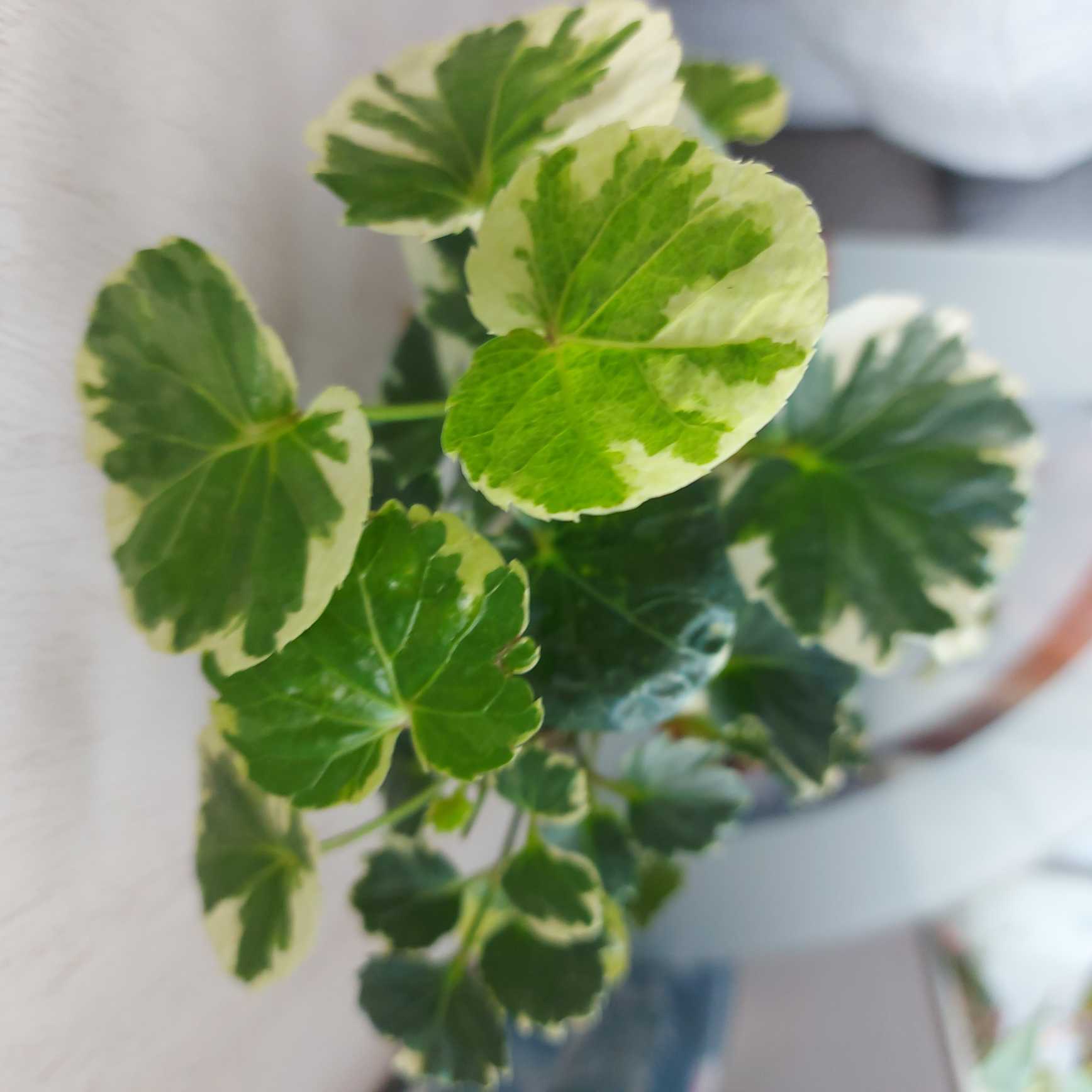 多年生草本，高30-60厘米。
茎直立，基部木质化，上部肉质，多分枝或不分枝，具明显的节，密被短柔毛，具浓裂鱼腥味叶互生；托叶宽三角形或卵形，长7-15毫米，被柔毛和腺毛；叶柄长3-10厘米，被细柔毛和腺毛；叶片圆形或肾形，茎部心形，直径3-7厘米，边缘波状浅裂，具圆形齿，两面被透明短柔毛，表面叶缘以内有暗红色马蹄形环纹。
伞形花序腋生，具多花，总花梗长于叶，被短柔毛；总苞片数枚，宽卵形；花梗3-4厘米，被柔毛和腺毛。芽期下垂，花期直立；萼片狭披针形，长8-10毫米，外面密腺毛和长柔毛，花瓣红色、橙红、粉红或白色，宽倒卵形，长12-15毫米，宽6-8毫米，先端圆形，基部具短爪，下面3枚通常较大；子房密被短柔毛。
蒴果长约3厘米，被柔毛。花期5-7月，果期6-9月。
