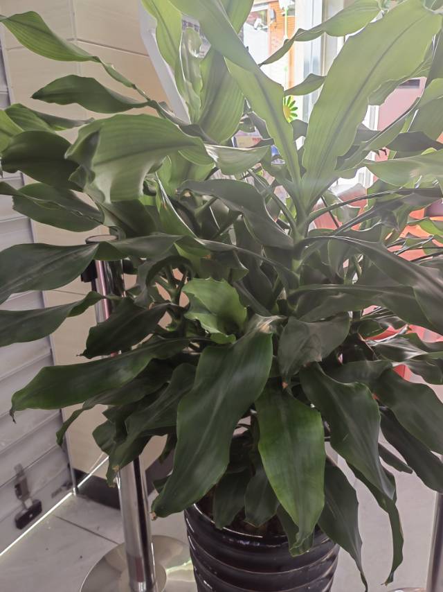 万年青属 (拉丁文：Rohdea Roth)是被子植物门百合科下的一个属，该属物种多为多年生草本植物，该属的主要特征是：根具许多纤维根，并密生白色绵毛；叶为基生并且排成两列套迭成簇；花为肉质穗状花序并于叶腋抽出；花冠常为呈白色并高脚碟状或漏斗状；果实为具单颗种子的浆果球形。原产于中国和日本。在中国分布较广，华东、华中及西南地区均有，主要产地有浙江、江西、湖北等地。全株有清热解毒、散瘀止痛之效。各地常有盆栽供观赏。
