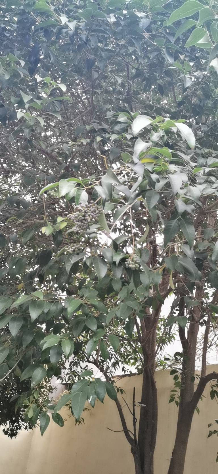 女贞(学名：Ligustrum lucidum)为木犀科女贞属常绿灌木或乔木，高可达25米；树皮灰褐色。枝黄褐色、灰色或紫红色，圆柱形，疏生圆形或长圆形皮孔。女贞为亚热带树种，枝叶茂密，树形整齐，是常用观赏树种，可于庭院孤植或丛植、行道树、绿篱等。女贞原产于中国，广泛分布于长江流域及以南地区，华北、西北地区也有栽培，能耐-10℃左右低温，是园林绿化中应用较多的乡土树种。主要分布江浙、江西、安徽、山东、川贵、两湖、两广、福建等地。采用播种、扦插、压条法繁殖。叶可蒸馏提取冬青油，用于甜食和牙膏等的添加剂。成熟果实晒干为中药女贞子，性凉，味甘苦、可明目、乌发、补肝肾。