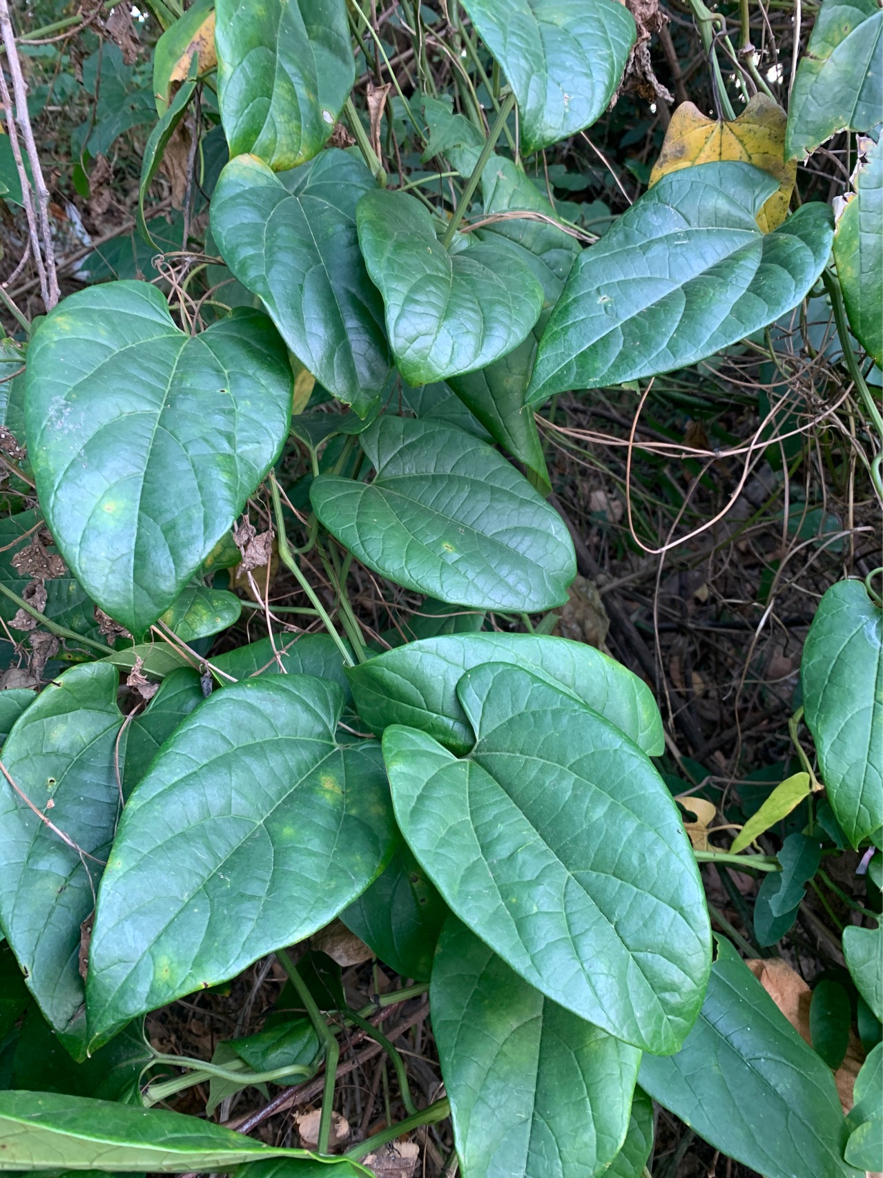 牛皮消(学名：Cynanchum auriculatum Royle ex Wight.)是萝藦科鹅绒藤属植物。蔓性半灌木；宿根肥厚，呈块状；茎圆形，被微柔毛。叶对生，膜质，被微毛，宽卵形至卵状长圆形。聚伞花序伞房状，着花30朵。蓇葖双生，披针形，长8厘米，直径1厘米；种子卵状椭圆形；种毛白色绢质。花期6-9月，果期7-11月。分布于中国和印度；在中国分布于山东、河北、河南、陕西、甘肃、西藏、安徽、江苏、浙江、福建、台湾、江西、湖南、湖北、广东、广西、贵州、四川和云南等。生长于从低海拔的沿海地区直到3500米高的山坡林缘及路旁灌木丛中或河流、水沟边潮湿地。块根可药用，有养阴清热、润肺止咳之效，可治神经衰弱、胃及十二指肠溃疡、肾炎、水肿、食积腹痛、小儿疳积、痢疾；外用治毒蛇咬伤、疔疮。(概述图参考来源：)