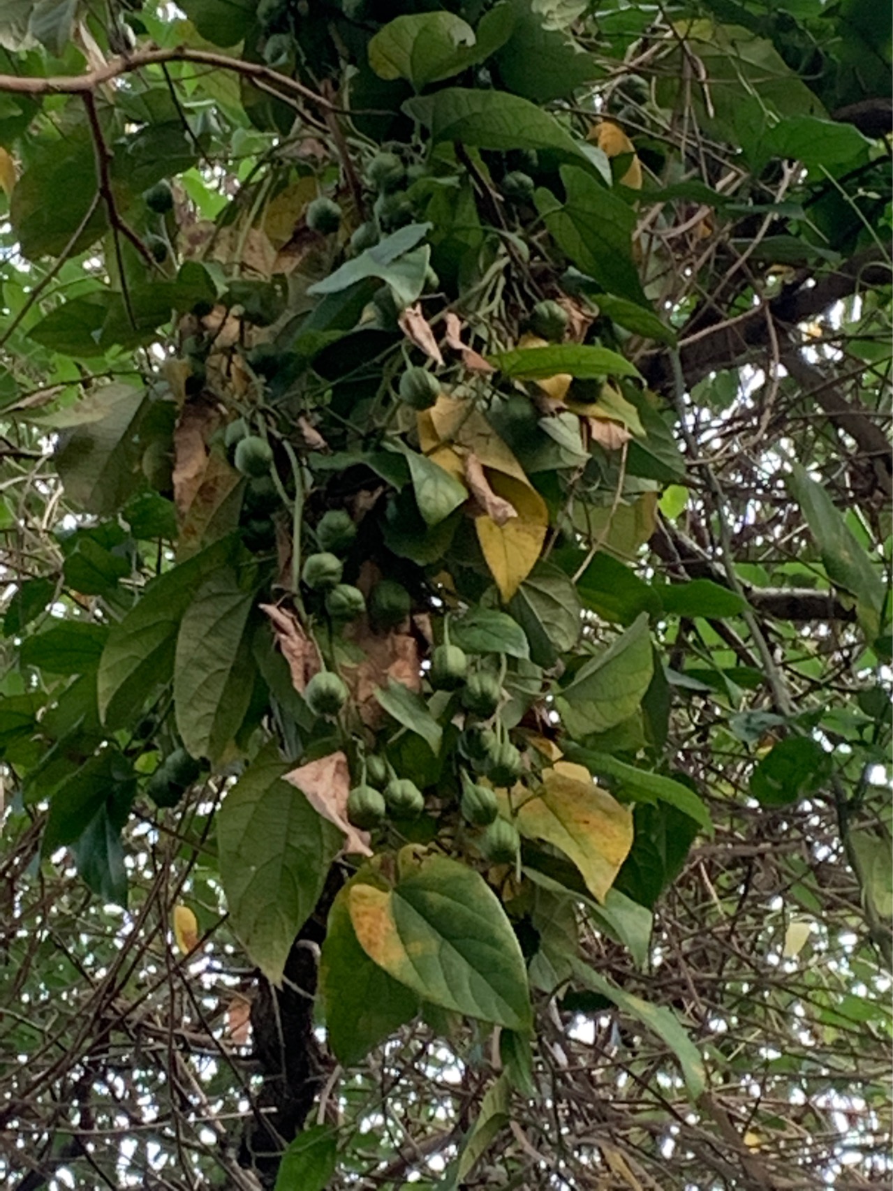 薯蓣(学名：Dioscorea polystachya Turczaninow)是薯蓣科薯蓣属植物，缠绕草质藤本。块茎长圆柱形，垂直生长。茎通常带紫红色，右旋，无毛。单叶，在茎下部的互生，中部以上的对生。雄花序为穗状花序，长2-8厘米，近直立，2-8个着生于叶腋。蒴果不反折；种子着生于每室中轴中部。花期6-9月，果期7-11月。分布于朝鲜、日本和中国；在中国分布于河南、安徽、江苏、浙江、江西、福建、台湾、湖北、湖南、广东、贵州、云南北部、四川、甘肃东部和陕西南部等地。生长于山坡、山谷林下，溪边、路旁的灌丛中或杂草中。块茎为常用中药“怀山药”，块茎富含淀粉，可供蔬食；入药能补脾胃亏损，治气虚衰弱、消化不良、遗精、遗尿及无名肿毒等。(概述图参考来源：)