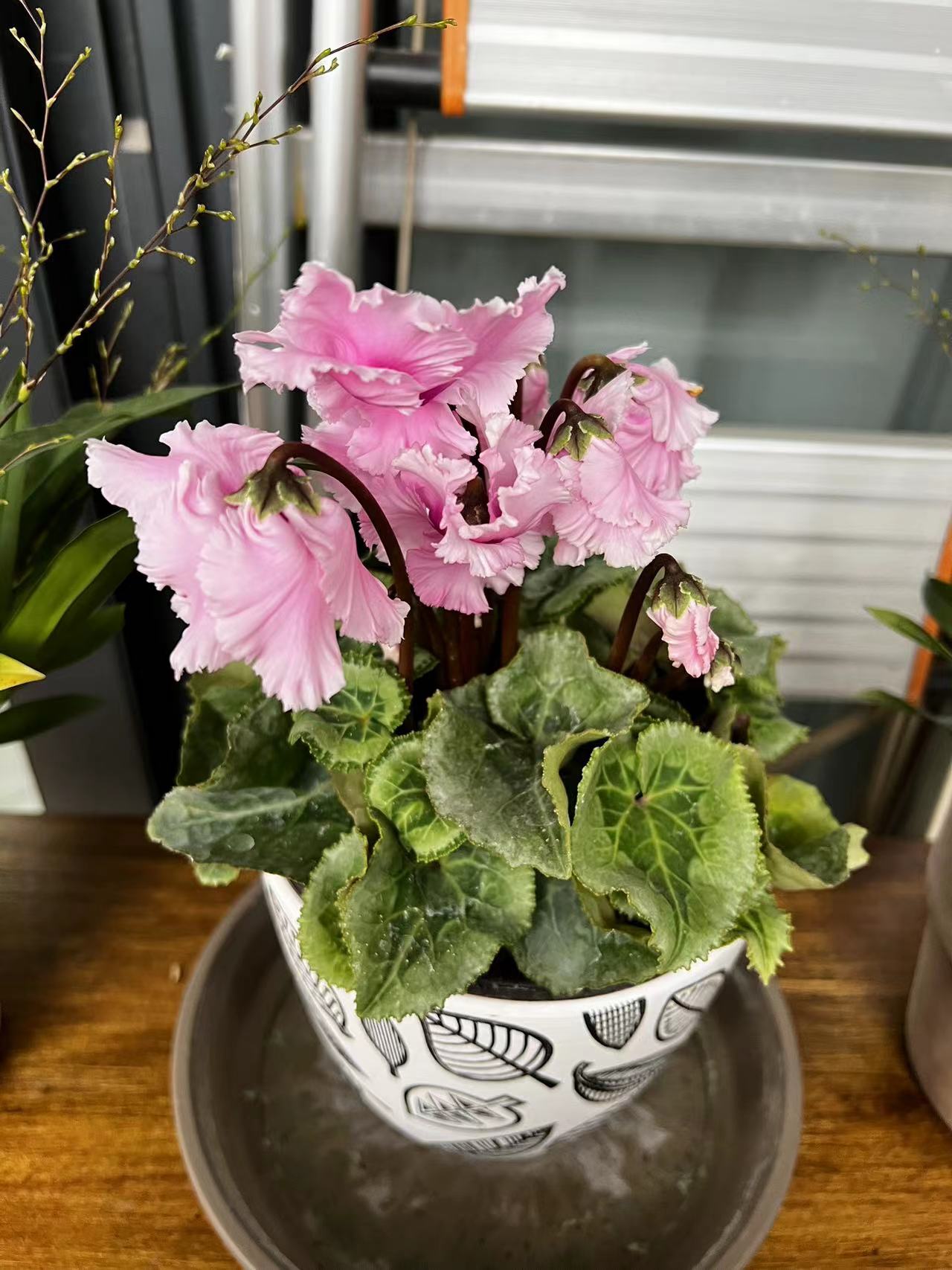 仙客来(Cyclamen persicum Mill.)，别名萝卜海棠、兔耳花、兔子花、一品冠、篝火花、翻瓣莲，是报春花科、仙客来属多年生草本植物，叶片由块茎顶部生出，心形、卵形或肾形，叶片有细锯齿，叶面绿色，具有白色或灰色晕斑，叶背绿色或暗红色，叶柄较长，红褐色。仙客来是一种普遍种植的鲜花，适合种植于室内花盆，冬季则需温室种植。仙客来的某些栽培种有浓郁的香气，而有些香气淡或无香气。“仙客来”一词来自学名Cyclamen的音译。仙客来是山东省青州市的市花，也是1995年天津举办的第43届世界乒乓球锦标赛的吉祥物。