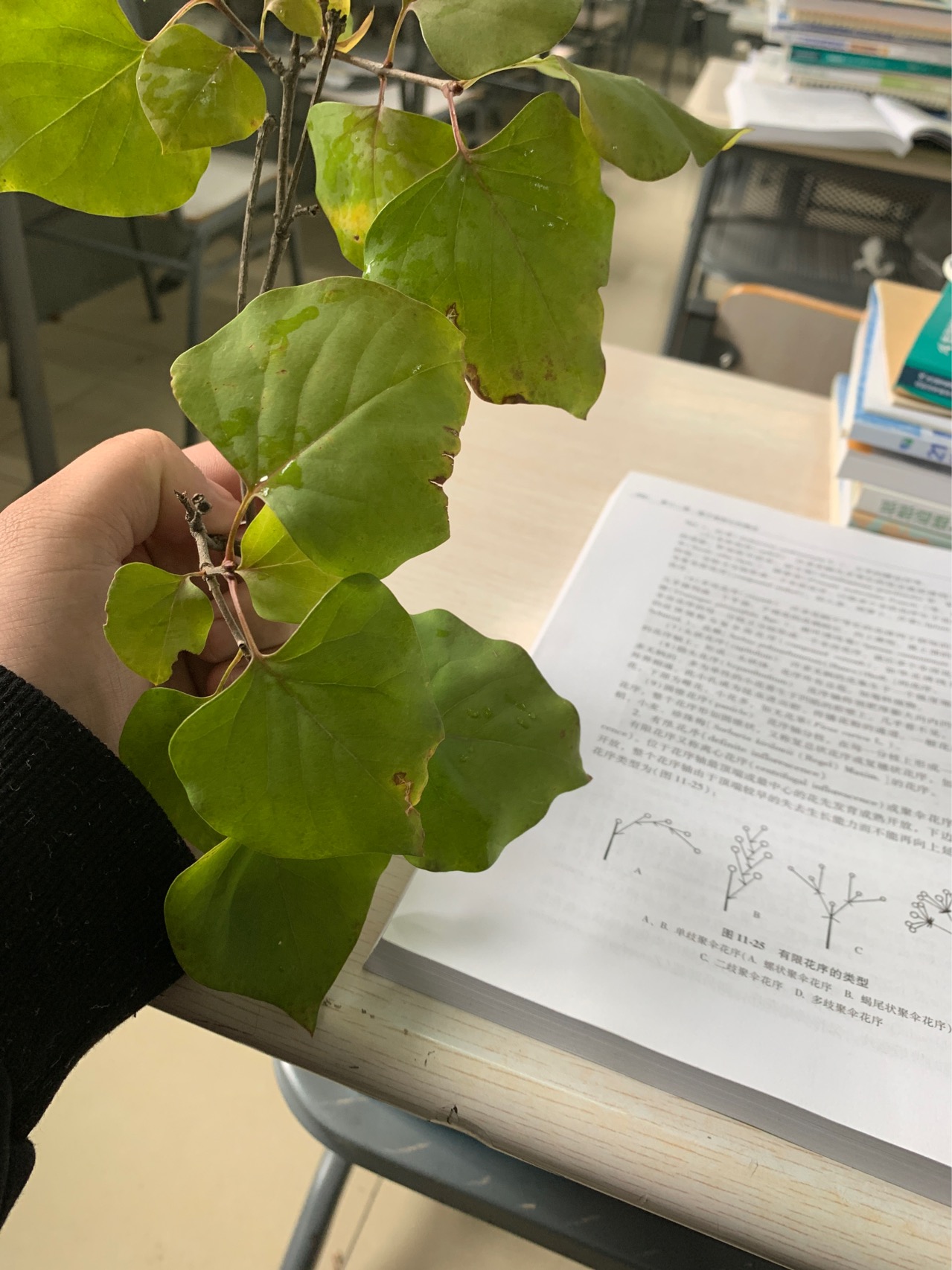 丁香属(学名：Syringa Linn.)：又称紫丁香属，该属植物是落叶灌木,小乔木；大部供观赏用，有些种类的花可提制芳香油，亦为蜜源植物，木材供建筑和家具用。共35种，不包括自然杂交种，主要分布于欧洲东南部、日本、阿富汗、喜马拉雅地区、朝鲜和中国。该属中有不少种类的花是提取香精，配制高级香料的原料；又枝叶繁茂、花色淡雅而清香，故庭园广为栽培供观赏，为庭园中之珍品。欧美对该属进行杂交育种已有近百年的历史，先后曾选育出数百个栽培品种。中国北京植物园也开展了此项研究，已培育成紫云 Syringe oblate cv