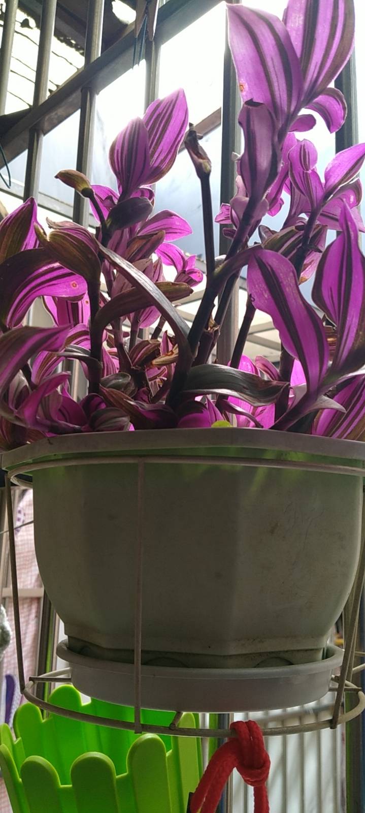吊竹梅(学名：Tradescantia zebrina Bosse)是鸭跖草科常绿草本植物，茎柔弱质脆，匍匐地面呈蔓性生长。叶互生，无柄；椭圆状卵圆形或长圆形、背面紫色，通常无毛，全缘。花聚生于叶状苞内；花瓣玫瑰粉红色。果为蒴果。花期6-8月。该种因其叶形似竹、叶片美丽常以盆栽悬挂室内，观赏其四散柔垂的茎叶，故名之吊竹梅。“Zebrina”源于拉丁语“Zebrinus