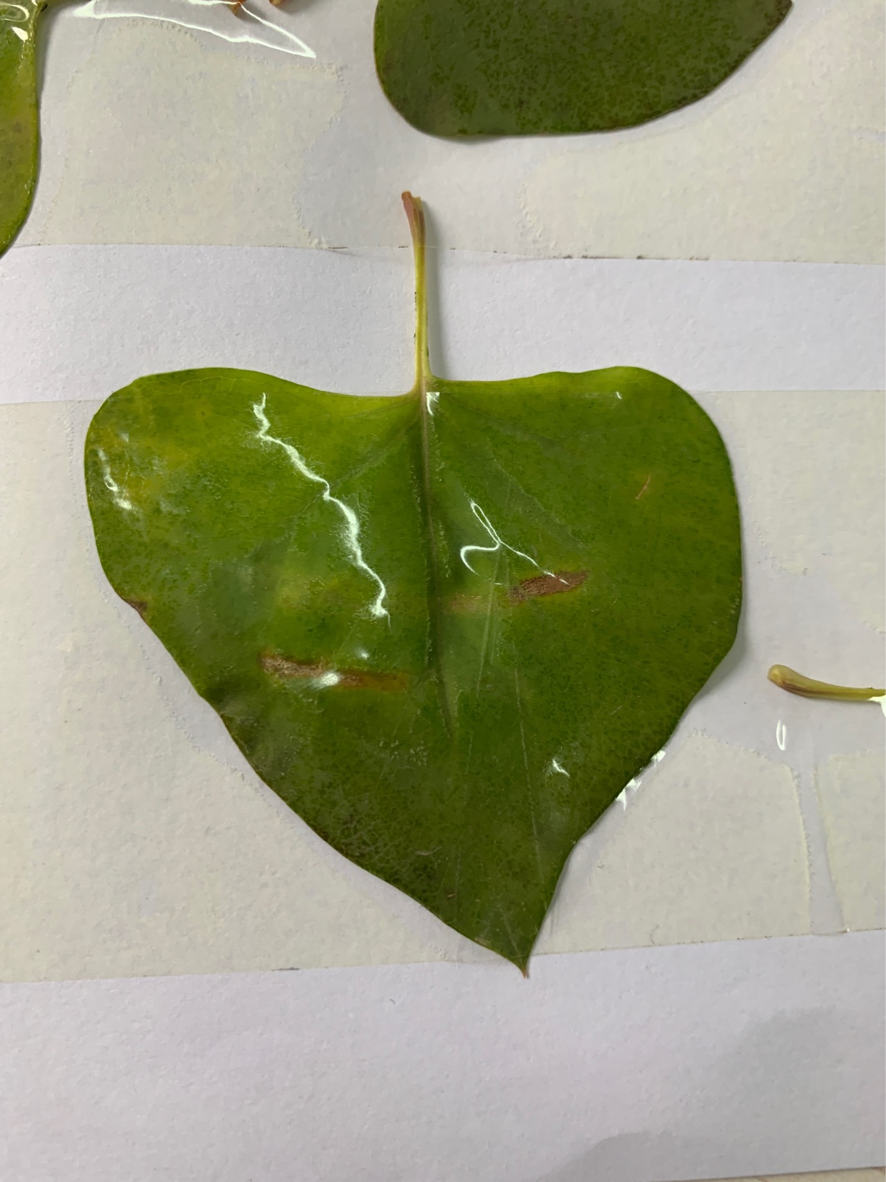 何首乌为多年生植物。块根肥厚，长椭圆形，黑褐色。茎缠绕，长2-4米，多分枝，具纵棱，无毛，微粗糙，下部木质化。
叶：卵形或长卵形，长3-7厘米，宽2-5厘米，顶端渐尖，基部心形或近心形，两面粗糙，边缘全缘；叶柄长1.5-3厘米；托叶鞘膜质，偏斜，无毛，长3-5毫米。
花：花序圆锥状，顶生或腋生，长10-20厘米，分枝开展，具细纵棱，沿棱密被小突起；苞片三角状卵形，具小突起，顶端尖，每苞内具2-4花；花梗细弱，长2-3毫米，下部具关节，果时延长；花被5，深裂，白色或淡绿色，花被片椭圆形，大小不相等，外面3片较大背部具翅，果时增大，花被果时外形近圆形，直径6-7毫米；雄蕊8，花丝下部较宽；花柱3，极短，柱头头状。
果：瘦果卵形，具3棱，长2.5-3毫米，黑褐色，有光泽，包于宿存花被内。花期8-9月，果期9-10月。
